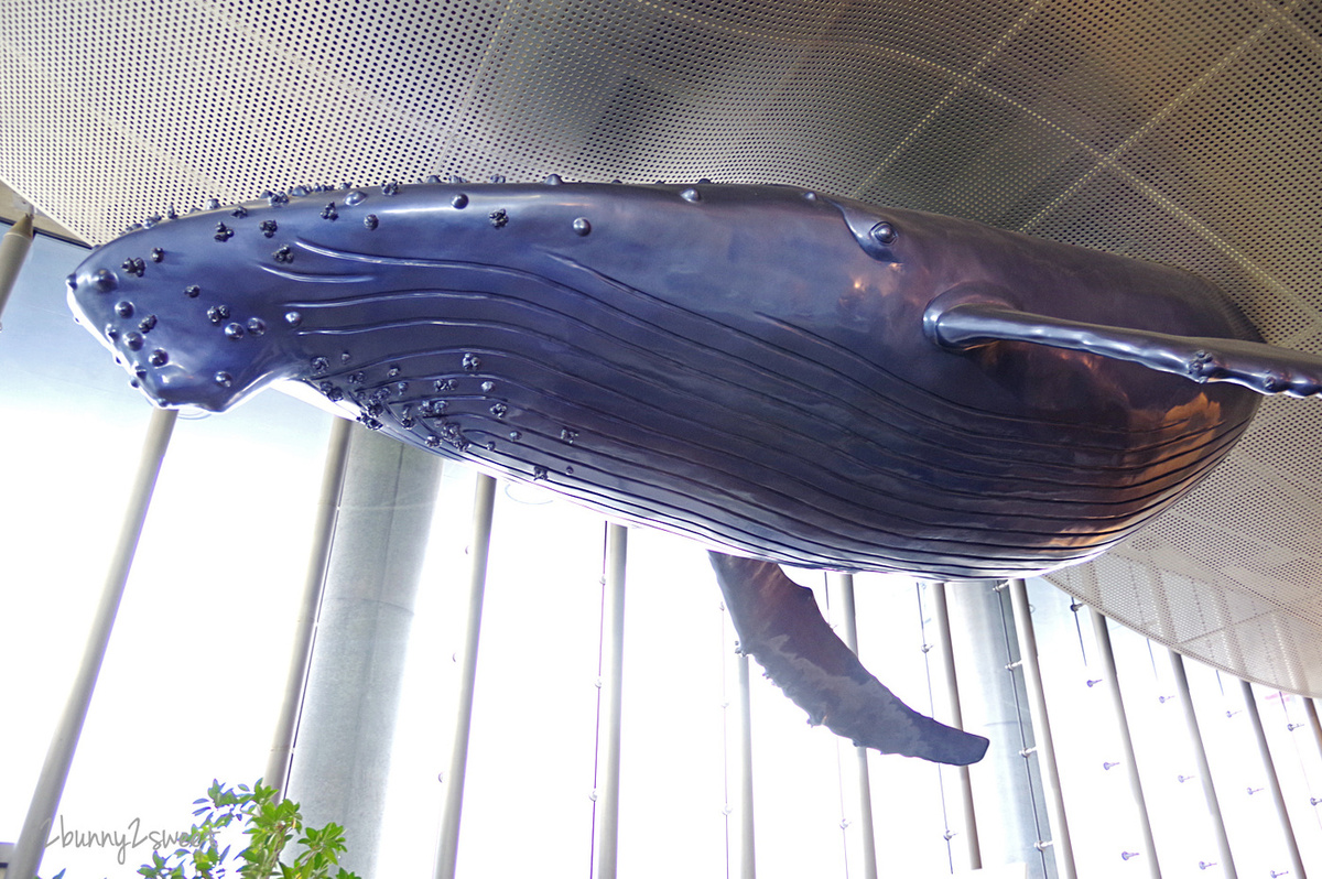 九州大分景點「大分海洋宮殿水族館 海之卵」超酷白色蛋形展覽廳 還能和海洋生物玩在一起 @兔兒毛毛姊妹花 九州大分景點「大分海洋宮殿水族館 海之卵」超酷白色蛋形展覽廳 還能和海洋生物玩在一起 @兔兒毛毛姊妹花