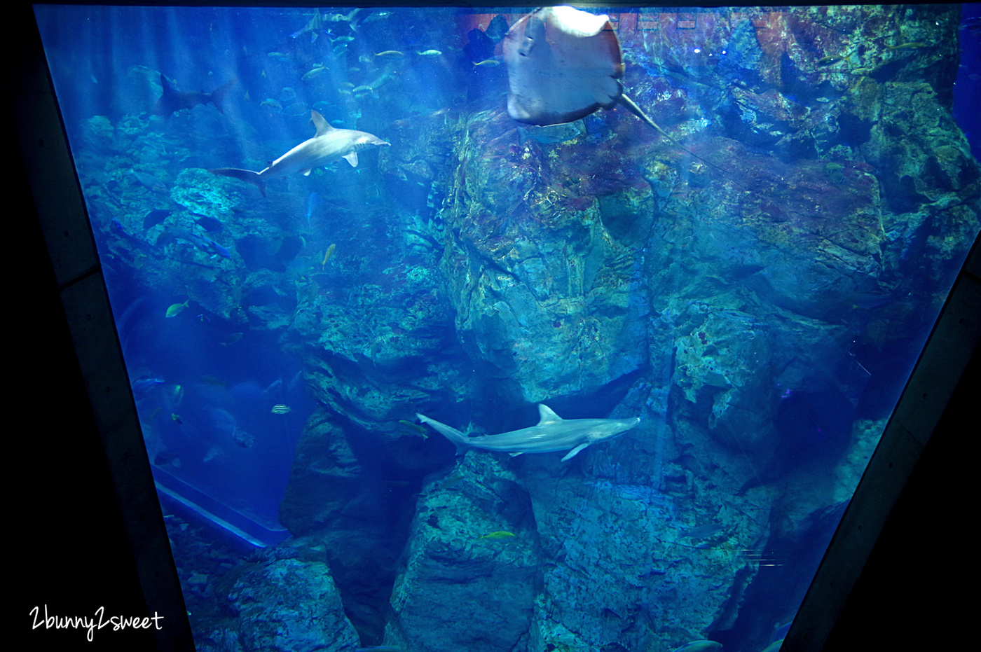 九州大分景點「大分海洋宮殿水族館 海之卵」超酷白色蛋形展覽廳 還能和海洋生物玩在一起 @兔兒毛毛姊妹花 九州大分景點「大分海洋宮殿水族館 海之卵」超酷白色蛋形展覽廳 還能和海洋生物玩在一起 @兔兒毛毛姊妹花