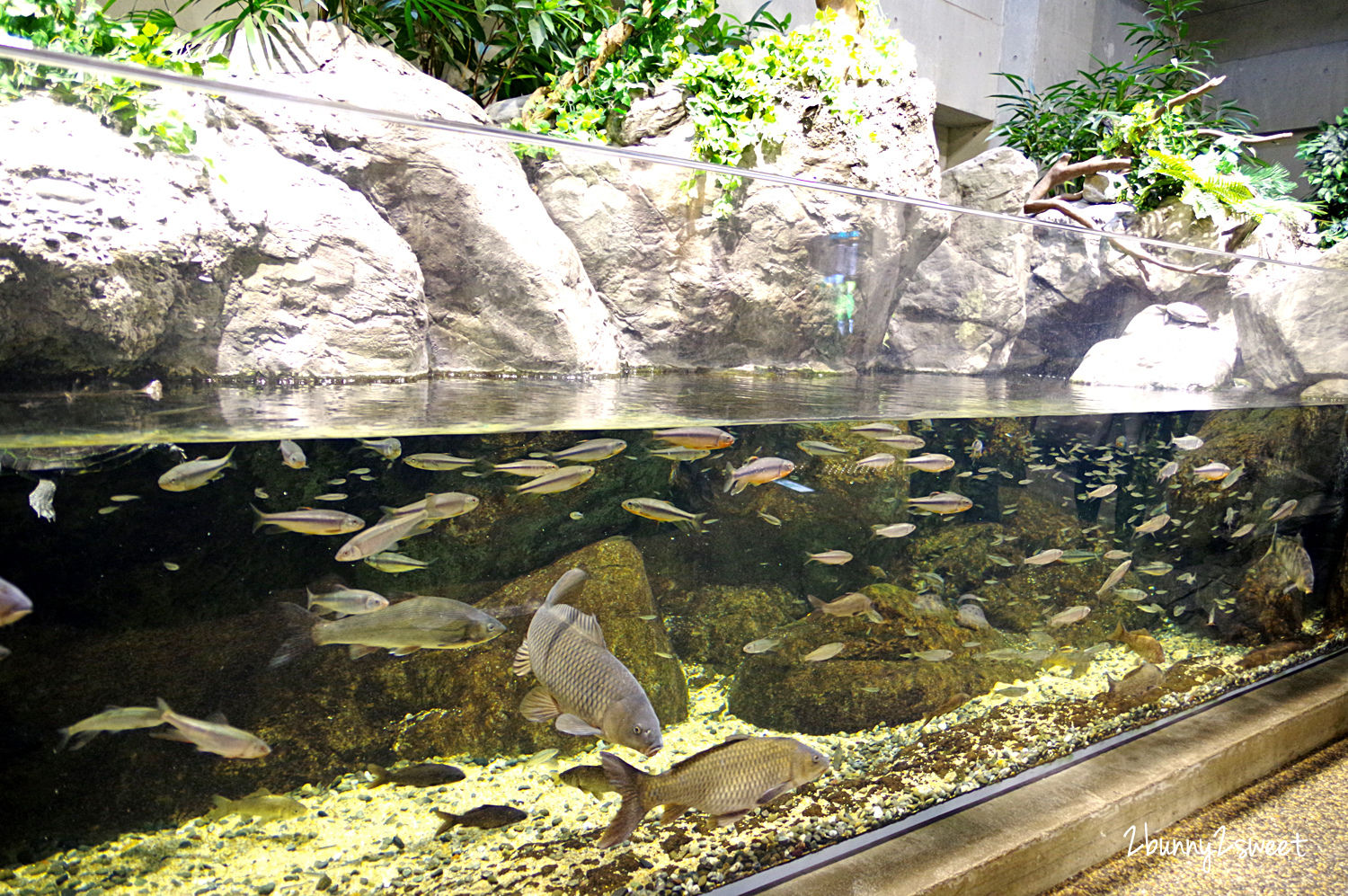 九州大分景點「大分海洋宮殿水族館 海之卵」超酷白色蛋形展覽廳 還能和海洋生物玩在一起 @兔兒毛毛姊妹花 九州大分景點「大分海洋宮殿水族館 海之卵」超酷白色蛋形展覽廳 還能和海洋生物玩在一起 @兔兒毛毛姊妹花