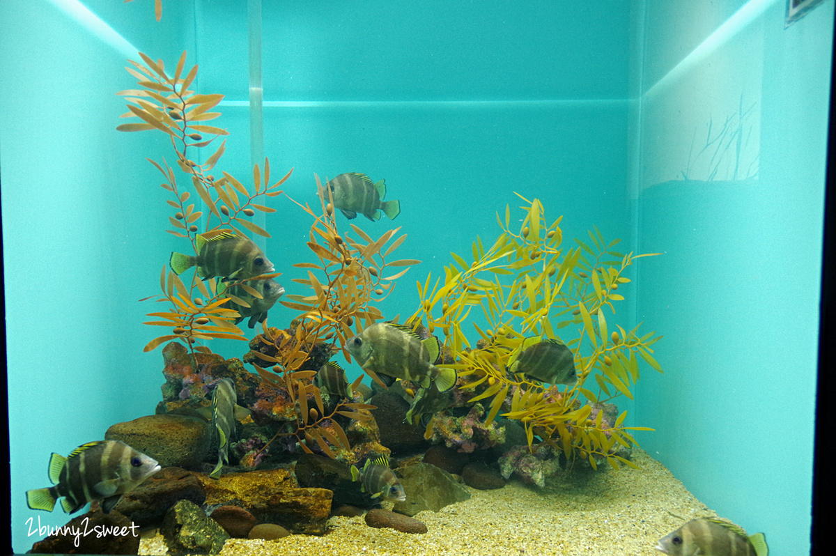 九州大分景點「大分海洋宮殿水族館 海之卵」超酷白色蛋形展覽廳 還能和海洋生物玩在一起 @兔兒毛毛姊妹花 九州大分景點「大分海洋宮殿水族館 海之卵」超酷白色蛋形展覽廳 還能和海洋生物玩在一起 @兔兒毛毛姊妹花