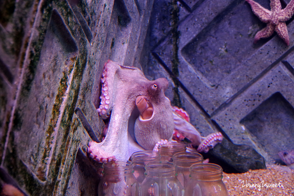 九州大分景點「大分海洋宮殿水族館 海之卵」超酷白色蛋形展覽廳 還能和海洋生物玩在一起 @兔兒毛毛姊妹花 九州大分景點「大分海洋宮殿水族館 海之卵」超酷白色蛋形展覽廳 還能和海洋生物玩在一起 @兔兒毛毛姊妹花