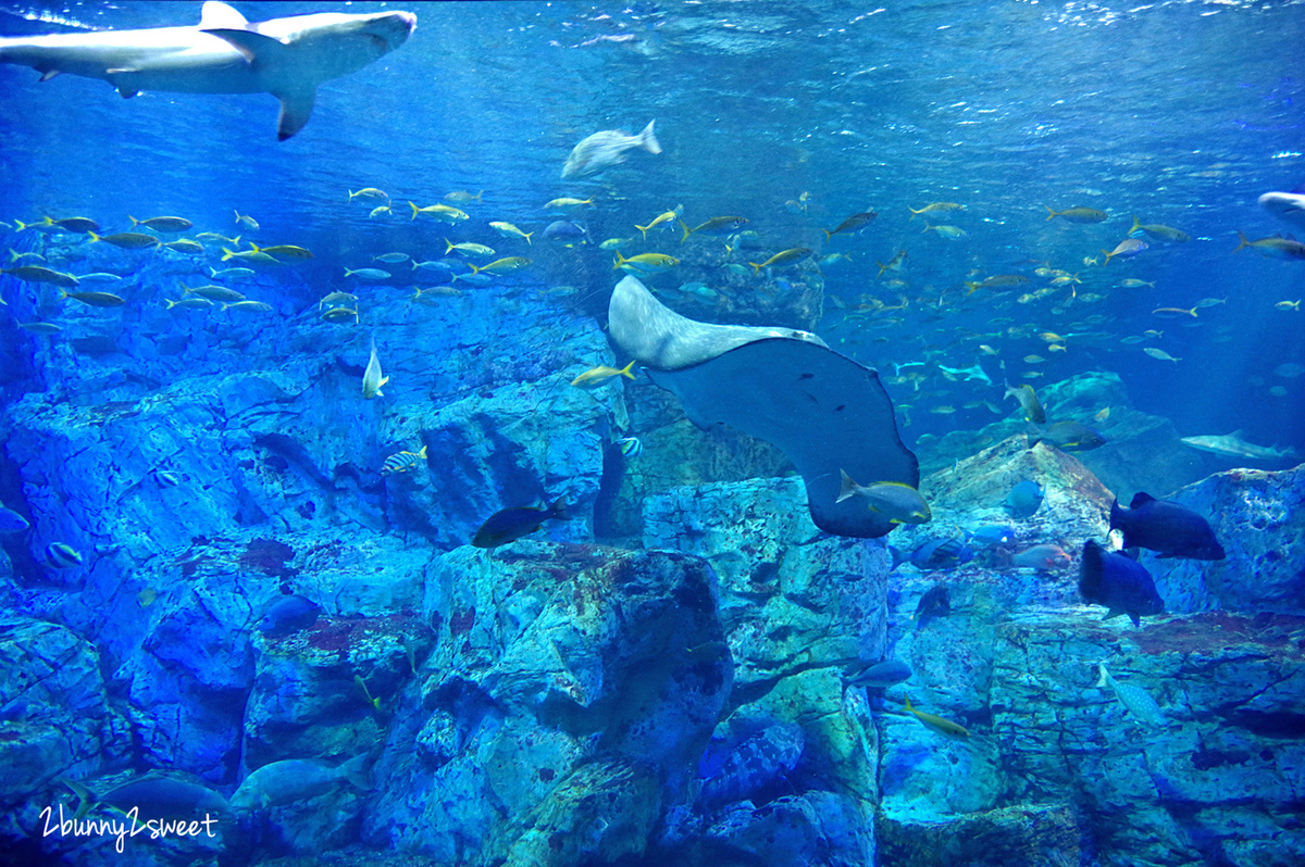 九州大分景點「大分海洋宮殿水族館 海之卵」超酷白色蛋形展覽廳 還能和海洋生物玩在一起 @兔兒毛毛姊妹花 九州大分景點「大分海洋宮殿水族館 海之卵」超酷白色蛋形展覽廳 還能和海洋生物玩在一起 @兔兒毛毛姊妹花