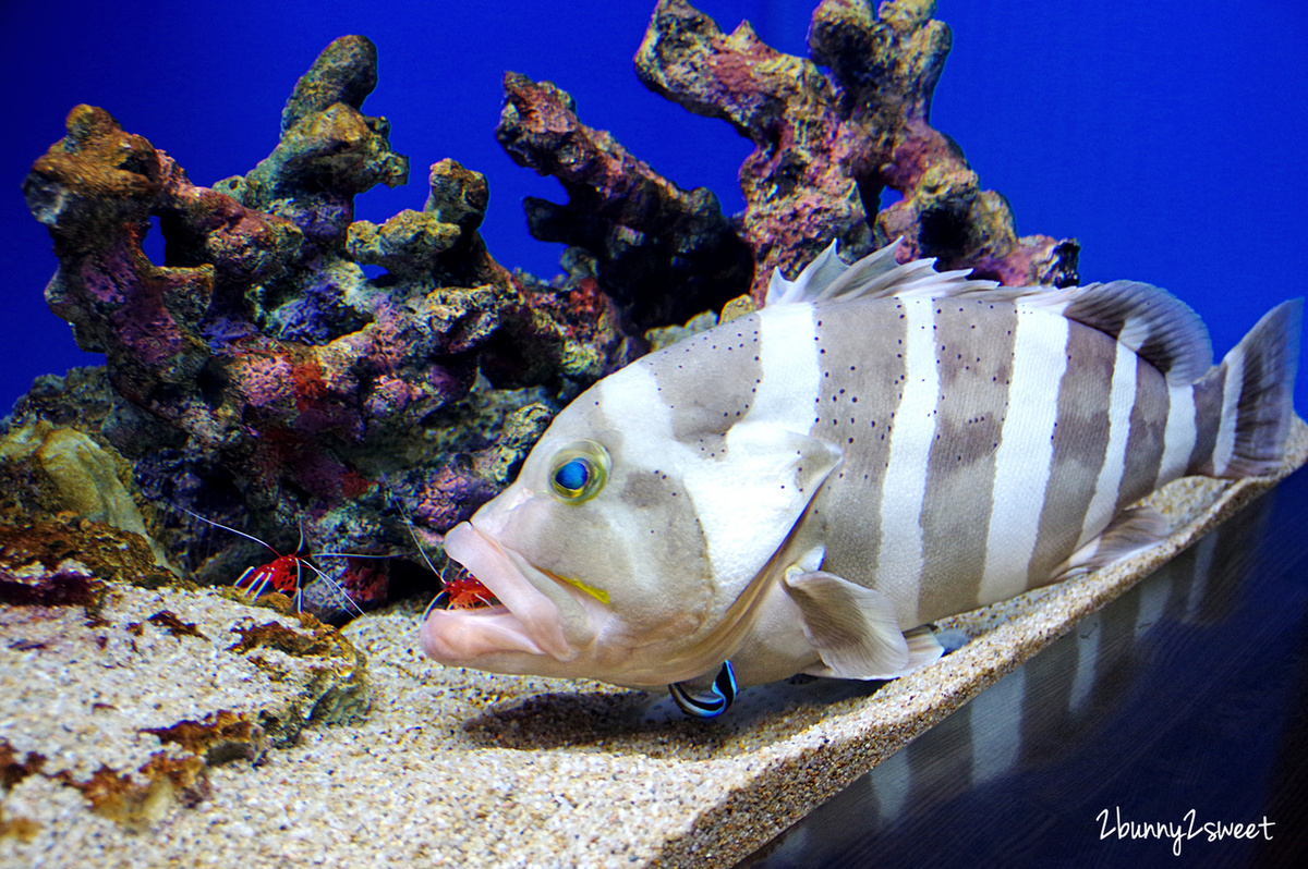 九州大分景點「大分海洋宮殿水族館 海之卵」超酷白色蛋形展覽廳 還能和海洋生物玩在一起 @兔兒毛毛姊妹花 九州大分景點「大分海洋宮殿水族館 海之卵」超酷白色蛋形展覽廳 還能和海洋生物玩在一起 @兔兒毛毛姊妹花