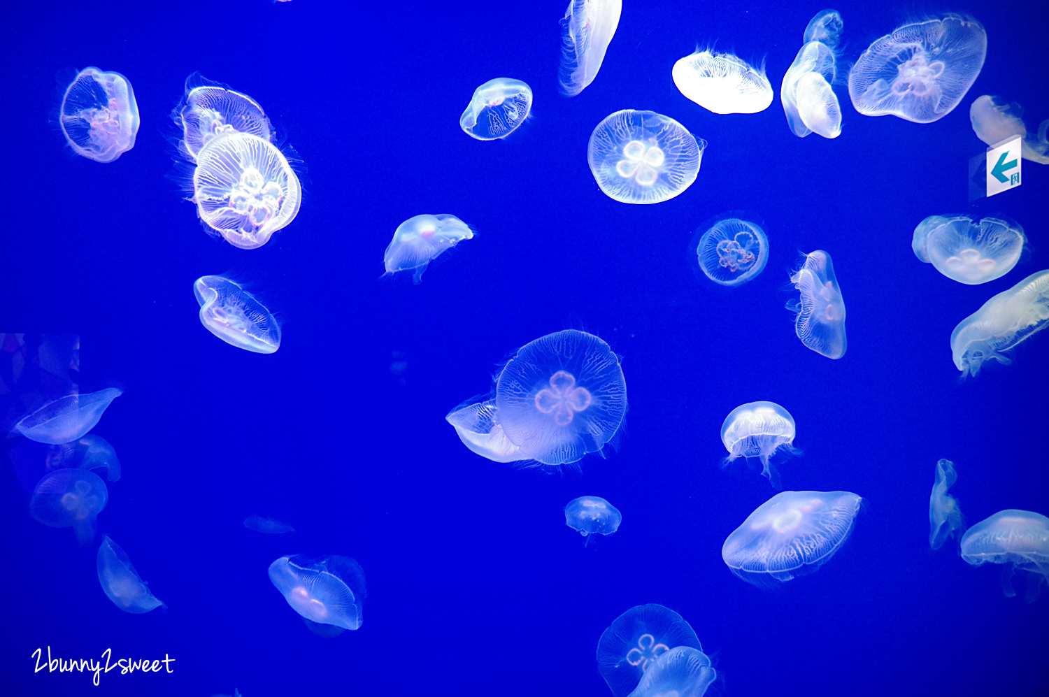 九州大分景點「大分海洋宮殿水族館 海之卵」超酷白色蛋形展覽廳 還能和海洋生物玩在一起 @兔兒毛毛姊妹花 九州大分景點「大分海洋宮殿水族館 海之卵」超酷白色蛋形展覽廳 還能和海洋生物玩在一起 @兔兒毛毛姊妹花