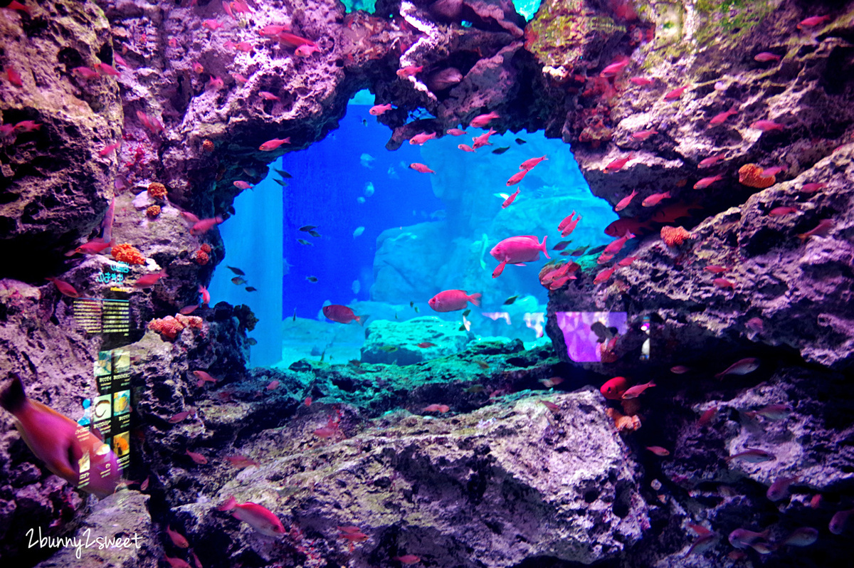 九州大分景點「大分海洋宮殿水族館 海之卵」超酷白色蛋形展覽廳 還能和海洋生物玩在一起 @兔兒毛毛姊妹花 九州大分景點「大分海洋宮殿水族館 海之卵」超酷白色蛋形展覽廳 還能和海洋生物玩在一起 @兔兒毛毛姊妹花