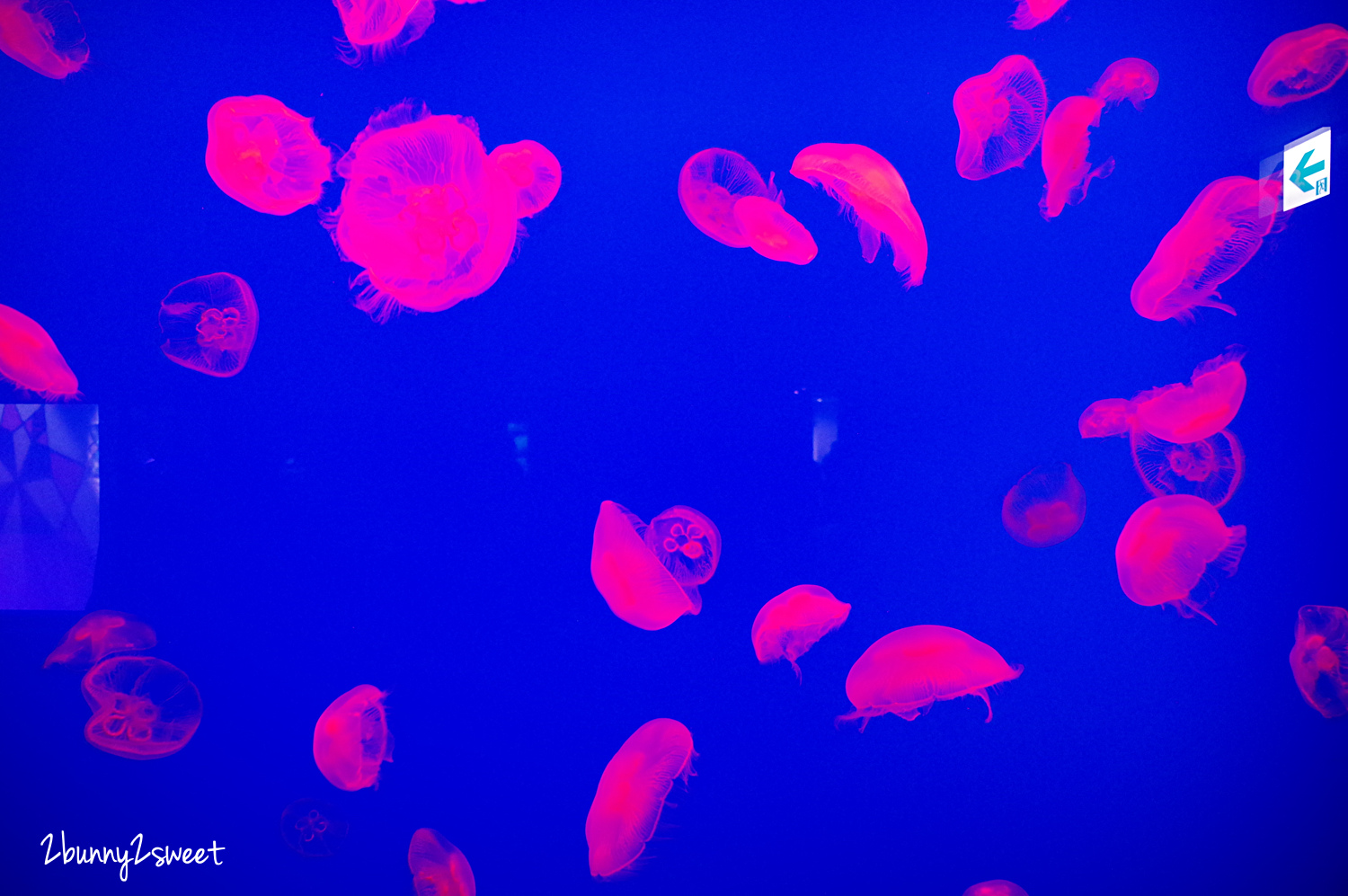 九州大分景點「大分海洋宮殿水族館 海之卵」超酷白色蛋形展覽廳 還能和海洋生物玩在一起 @兔兒毛毛姊妹花 九州大分景點「大分海洋宮殿水族館 海之卵」超酷白色蛋形展覽廳 還能和海洋生物玩在一起 @兔兒毛毛姊妹花