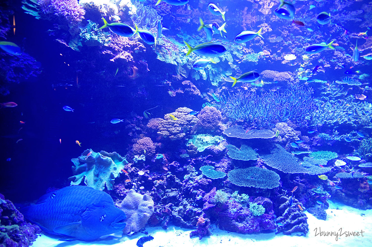 九州大分景點「大分海洋宮殿水族館 海之卵」超酷白色蛋形展覽廳 還能和海洋生物玩在一起 @兔兒毛毛姊妹花 九州大分景點「大分海洋宮殿水族館 海之卵」超酷白色蛋形展覽廳 還能和海洋生物玩在一起 @兔兒毛毛姊妹花