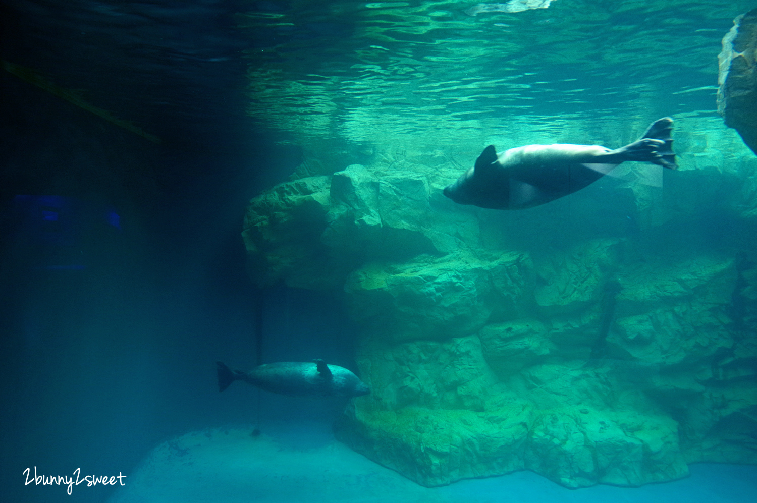 九州大分景點「大分海洋宮殿水族館 海之卵」超酷白色蛋形展覽廳 還能和海洋生物玩在一起 @兔兒毛毛姊妹花 九州大分景點「大分海洋宮殿水族館 海之卵」超酷白色蛋形展覽廳 還能和海洋生物玩在一起 @兔兒毛毛姊妹花