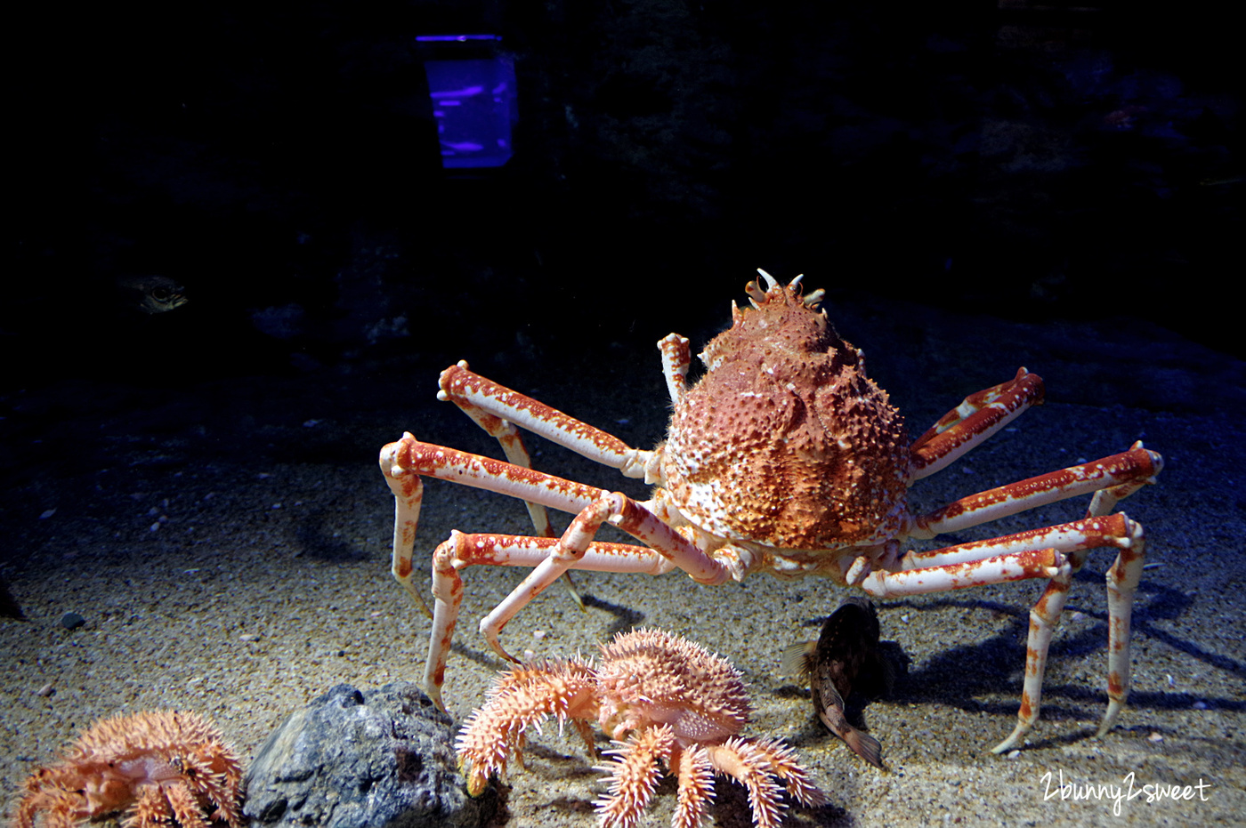 九州大分景點「大分海洋宮殿水族館 海之卵」超酷白色蛋形展覽廳 還能和海洋生物玩在一起 @兔兒毛毛姊妹花 九州大分景點「大分海洋宮殿水族館 海之卵」超酷白色蛋形展覽廳 還能和海洋生物玩在一起 @兔兒毛毛姊妹花