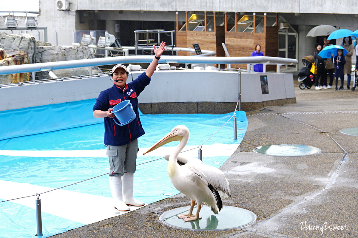 九州大分景點「大分海洋宮殿水族館 海之卵」超酷白色蛋形展覽廳 還能和海洋生物玩在一起 @兔兒毛毛姊妹花 九州大分景點「大分海洋宮殿水族館 海之卵」超酷白色蛋形展覽廳 還能和海洋生物玩在一起 @兔兒毛毛姊妹花