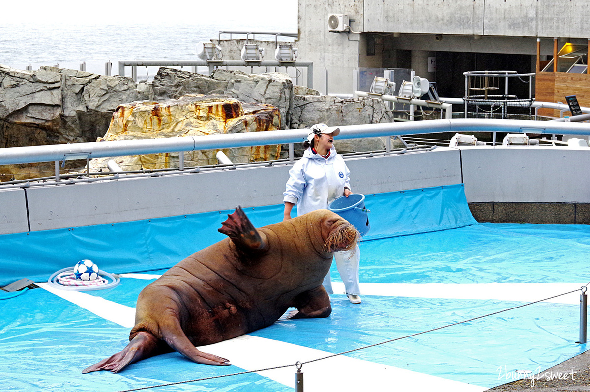 九州大分景點「大分海洋宮殿水族館 海之卵」超酷白色蛋形展覽廳 還能和海洋生物玩在一起 @兔兒毛毛姊妹花 九州大分景點「大分海洋宮殿水族館 海之卵」超酷白色蛋形展覽廳 還能和海洋生物玩在一起 @兔兒毛毛姊妹花