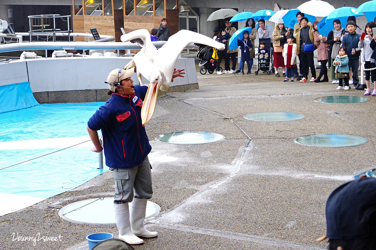 九州大分景點「大分海洋宮殿水族館 海之卵」超酷白色蛋形展覽廳 還能和海洋生物玩在一起 @兔兒毛毛姊妹花 九州大分景點「大分海洋宮殿水族館 海之卵」超酷白色蛋形展覽廳 還能和海洋生物玩在一起 @兔兒毛毛姊妹花
