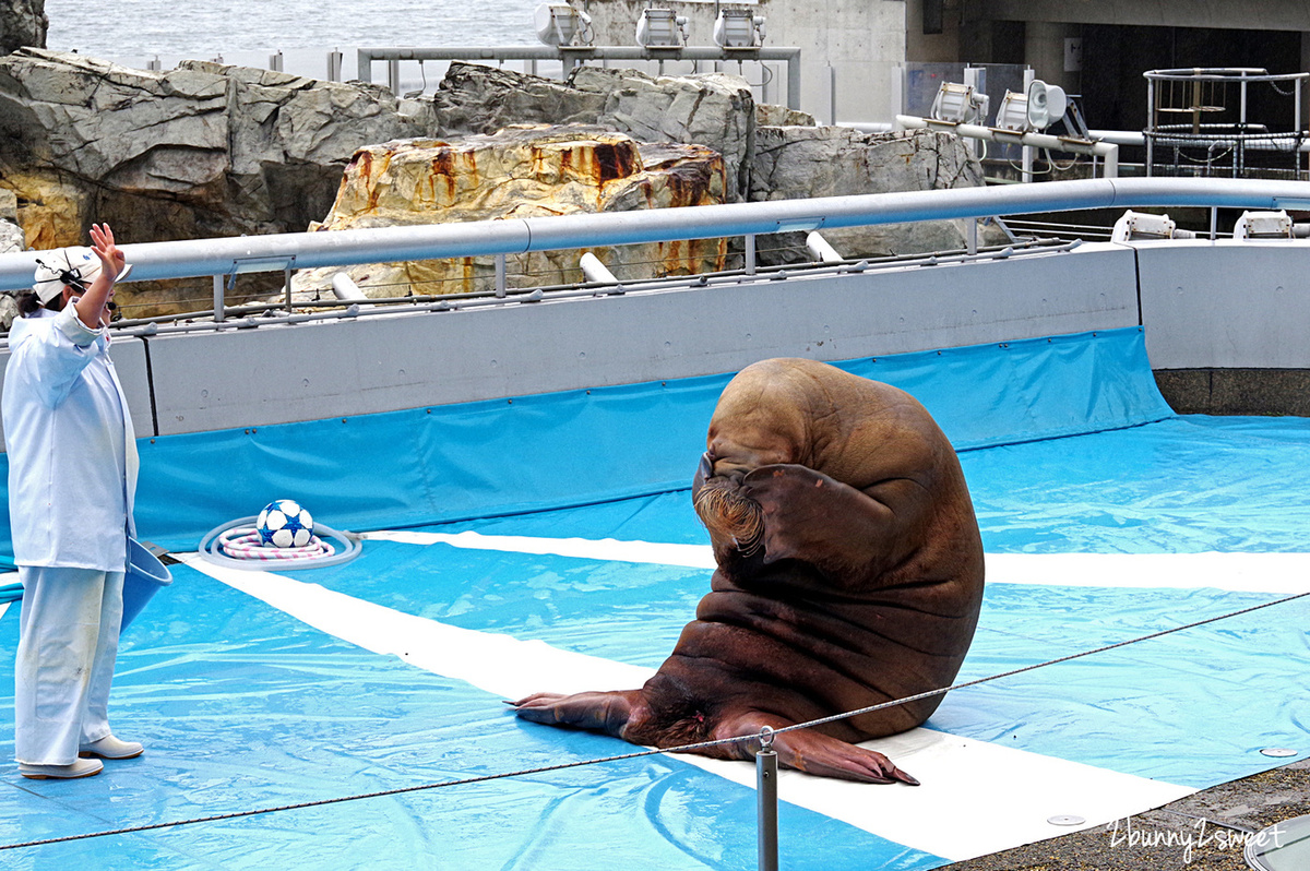 九州大分景點「大分海洋宮殿水族館 海之卵」超酷白色蛋形展覽廳 還能和海洋生物玩在一起 @兔兒毛毛姊妹花 九州大分景點「大分海洋宮殿水族館 海之卵」超酷白色蛋形展覽廳 還能和海洋生物玩在一起 @兔兒毛毛姊妹花