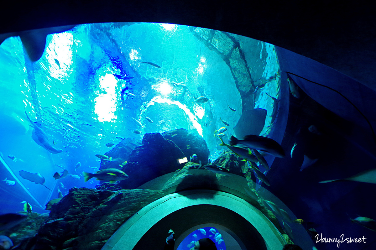 九州大分景點「大分海洋宮殿水族館 海之卵」超酷白色蛋形展覽廳 還能和海洋生物玩在一起 @兔兒毛毛姊妹花 九州大分景點「大分海洋宮殿水族館 海之卵」超酷白色蛋形展覽廳 還能和海洋生物玩在一起 @兔兒毛毛姊妹花