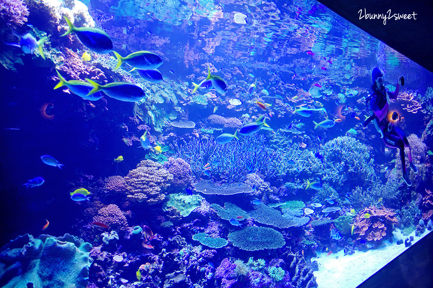 九州大分景點「大分海洋宮殿水族館 海之卵」超酷白色蛋形展覽廳 還能和海洋生物玩在一起 @兔兒毛毛姊妹花 九州大分景點「大分海洋宮殿水族館 海之卵」超酷白色蛋形展覽廳 還能和海洋生物玩在一起 @兔兒毛毛姊妹花