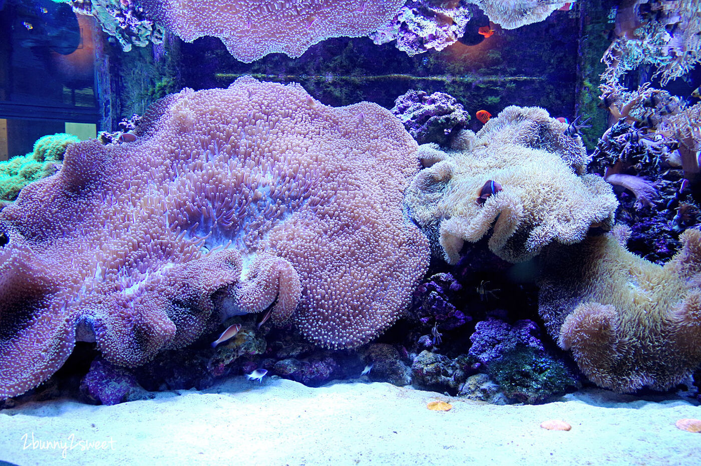九州大分景點「大分海洋宮殿水族館 海之卵」超酷白色蛋形展覽廳 還能和海洋生物玩在一起 @兔兒毛毛姊妹花 九州大分景點「大分海洋宮殿水族館 海之卵」超酷白色蛋形展覽廳 還能和海洋生物玩在一起 @兔兒毛毛姊妹花
