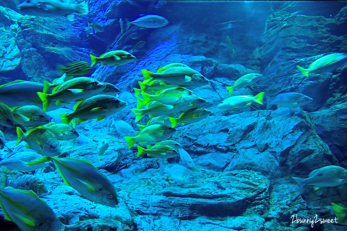 九州大分景點「大分海洋宮殿水族館 海之卵」超酷白色蛋形展覽廳 還能和海洋生物玩在一起 @兔兒毛毛姊妹花 九州大分景點「大分海洋宮殿水族館 海之卵」超酷白色蛋形展覽廳 還能和海洋生物玩在一起 @兔兒毛毛姊妹花