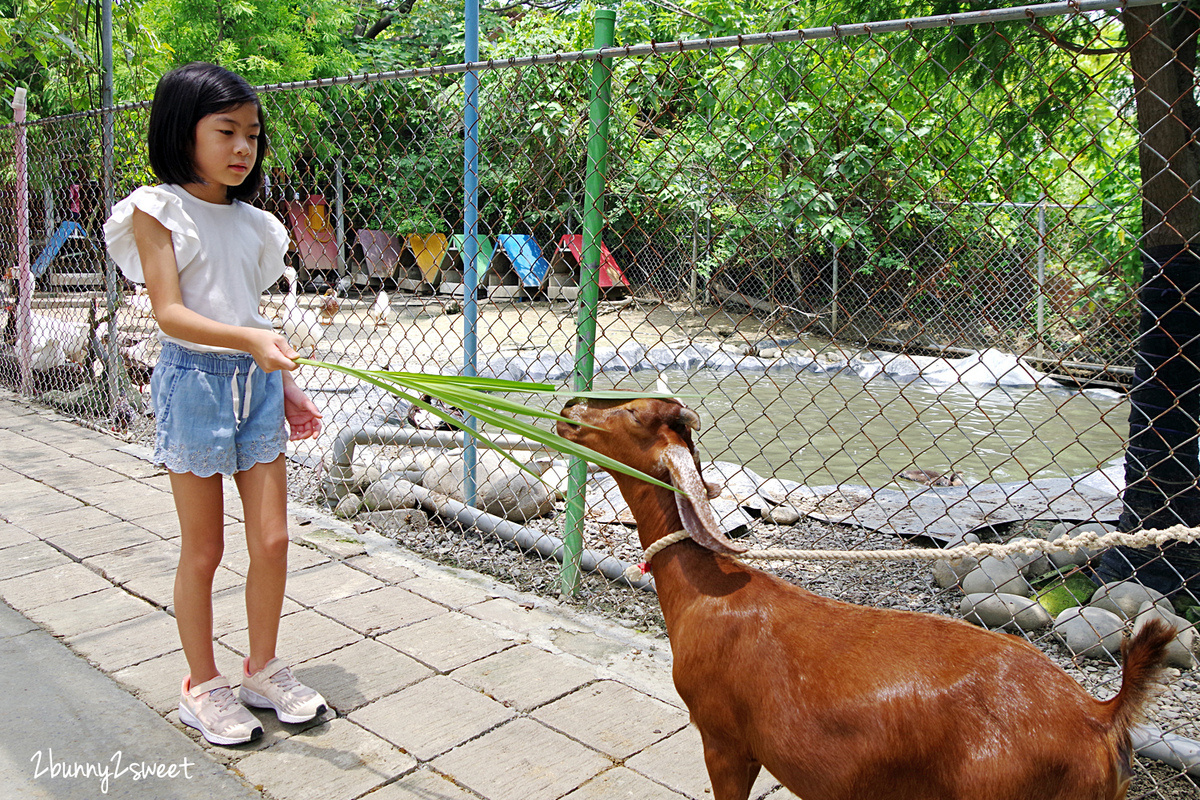 【樹谷農場】台南新市高CP值親子農場:80元門票餵動物、樹屋溜滑梯與假日開放時間攻略 @兔兒毛毛姊妹花 【樹谷農場】台南新市高CP值親子農場:80元門票餵動物、樹屋溜滑梯與假日開放時間攻略 @兔兒毛毛姊妹花