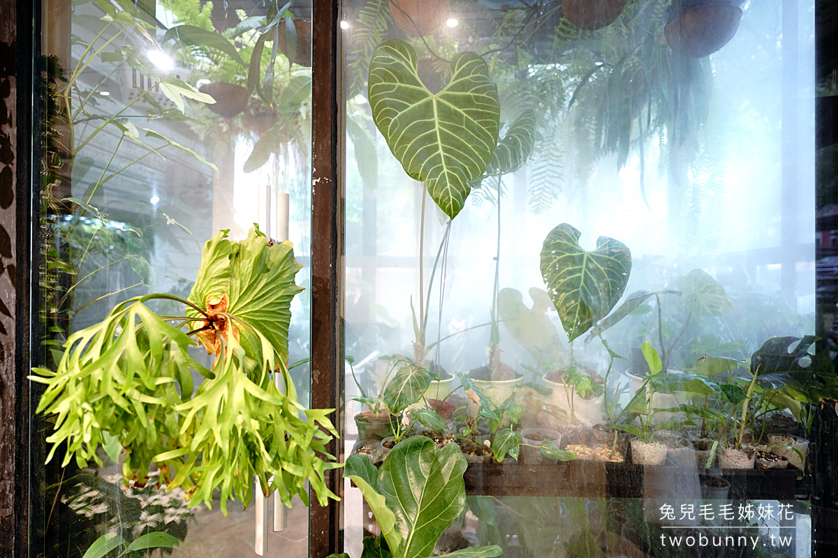 新竹植物店》grow_root_grow~咖哩番不賣餐,變身質感觀葉植物專賣店,介質、盆器、植物都有賣 @兔兒毛毛姊妹花 新竹植物店》grow_root_grow~咖哩番不賣餐,變身質感觀葉植物專賣店,介質、盆器、植物都有賣 @兔兒毛毛姊妹花