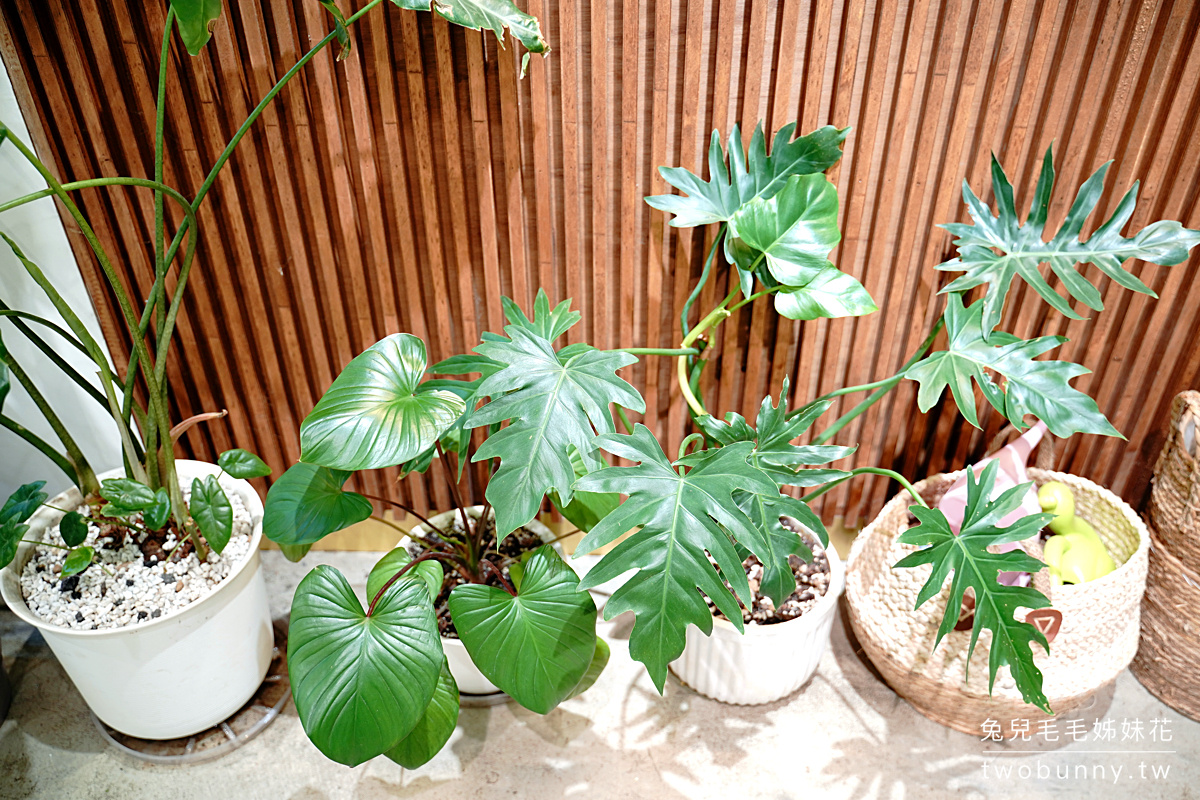 新竹植物店》grow_root_grow~咖哩番不賣餐,變身質感觀葉植物專賣店,介質、盆器、植物都有賣 @兔兒毛毛姊妹花 新竹植物店》grow_root_grow~咖哩番不賣餐,變身質感觀葉植物專賣店,介質、盆器、植物都有賣 @兔兒毛毛姊妹花