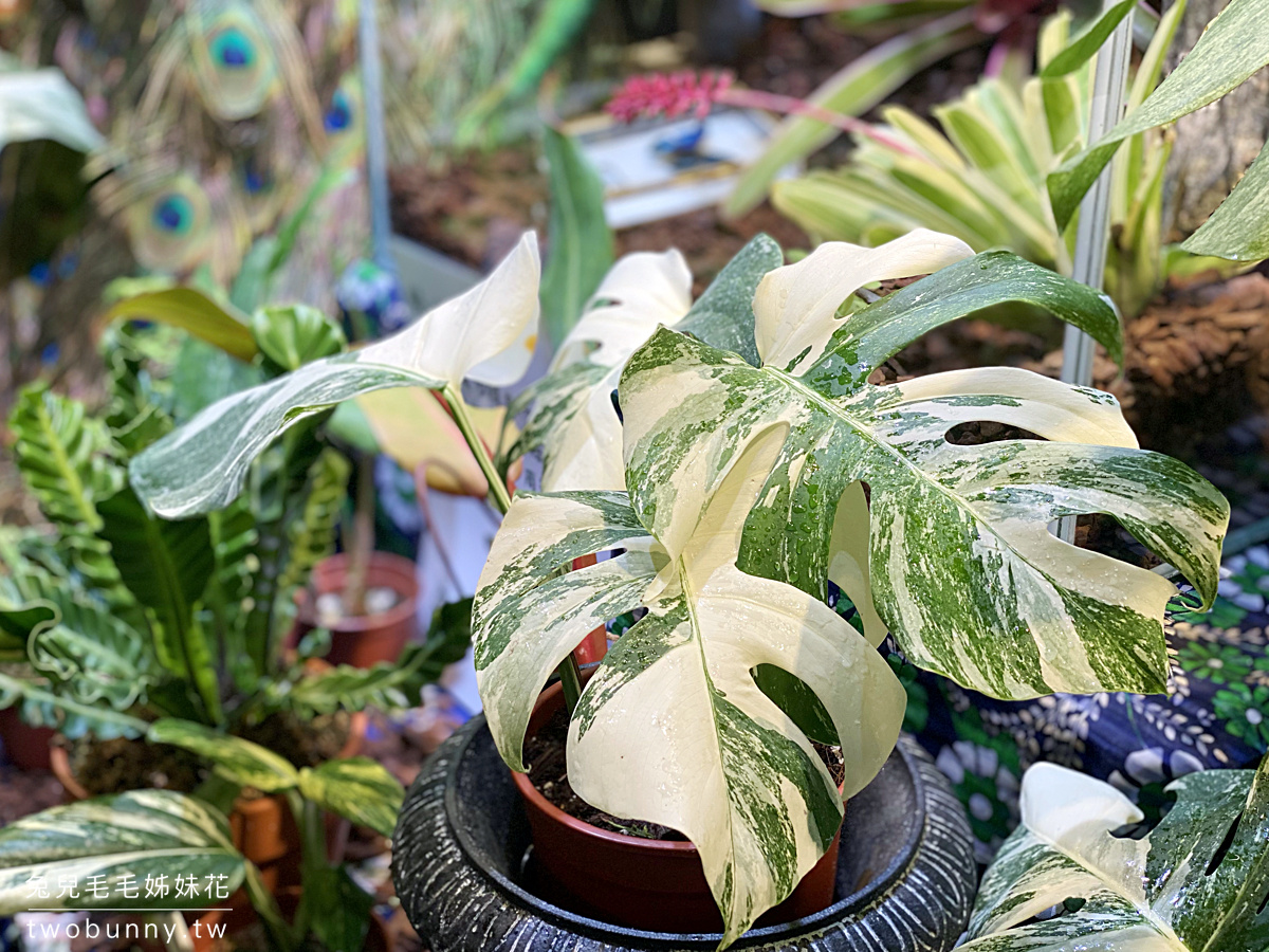 台北植物市集》台灣第一植物界 大型植物展覽市集，一次逛 60 家植物質感品牌 @兔兒毛毛姊妹花