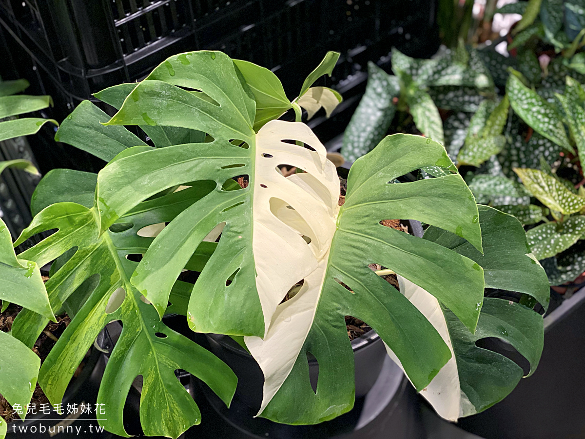 台北植物市集》台灣第一植物界 大型植物展覽市集，一次逛 60 家植物質感品牌 @兔兒毛毛姊妹花
