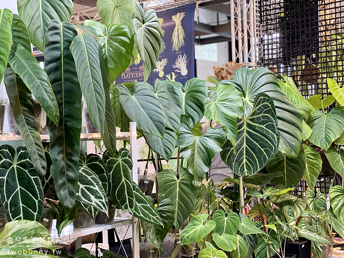 台北植物市集》台灣第一植物界 大型植物展覽市集，一次逛 60 家植物質感品牌 @兔兒毛毛姊妹花