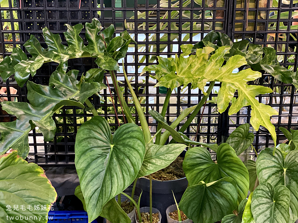台北植物市集》台灣第一植物界 大型植物展覽市集，一次逛 60 家植物質感品牌 @兔兒毛毛姊妹花