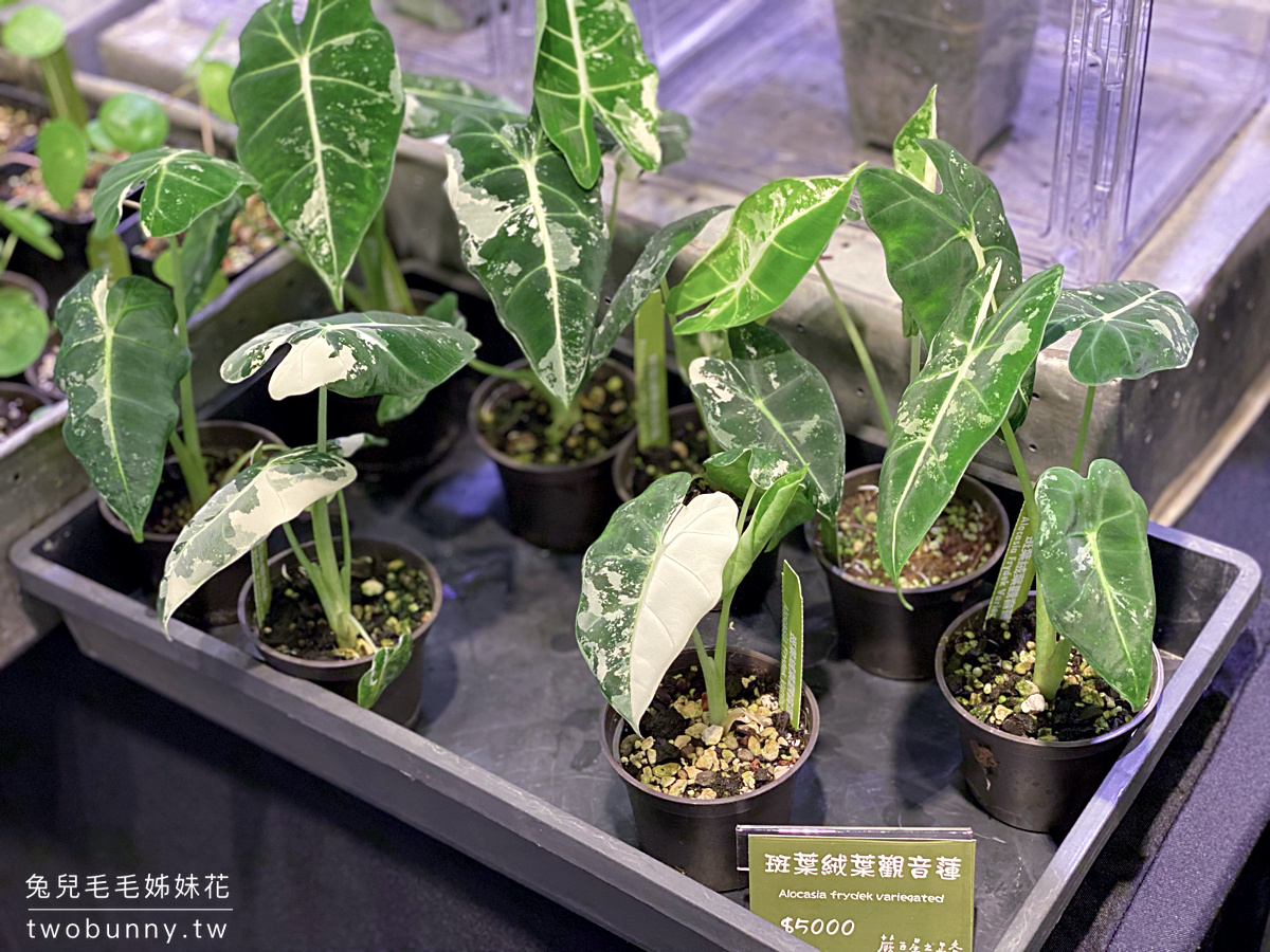 台北植物市集》台灣第一植物界 大型植物展覽市集，一次逛 60 家植物質感品牌 @兔兒毛毛姊妹花