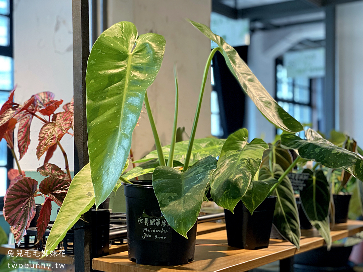 台北植物市集》台灣第一植物界 大型植物展覽市集，一次逛 60 家植物質感品牌 @兔兒毛毛姊妹花
