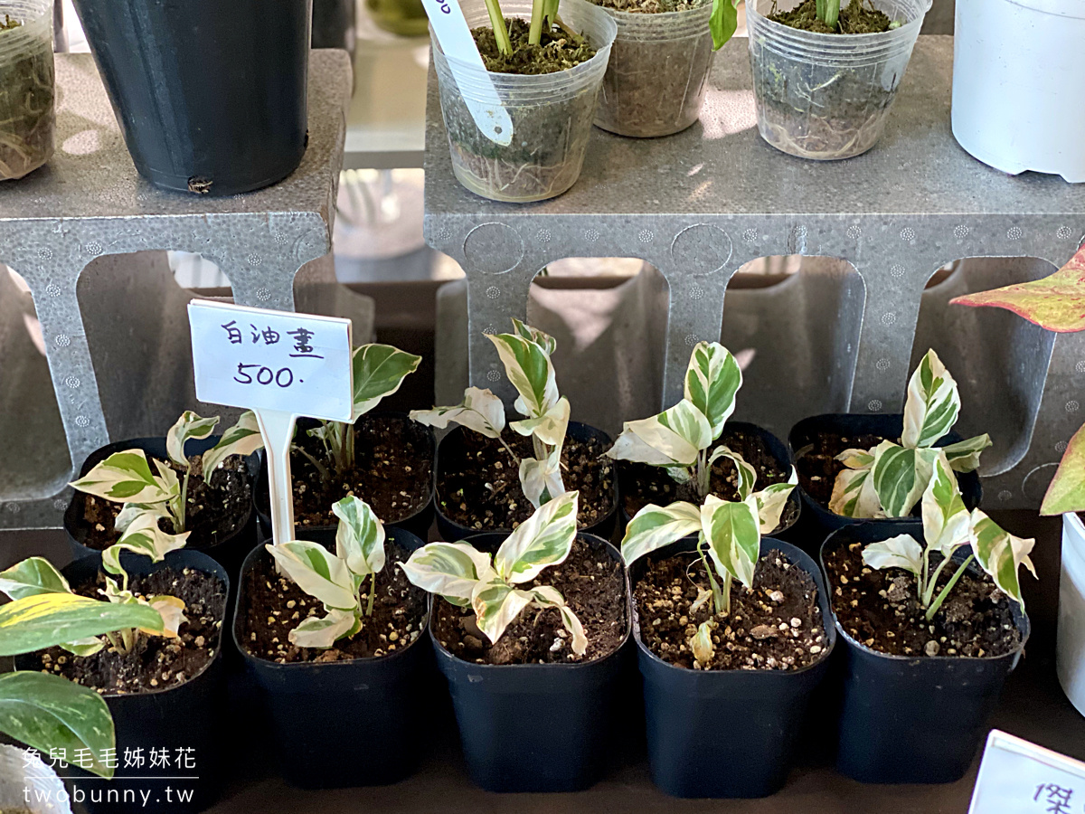台北植物市集》台灣第一植物界 大型植物展覽市集，一次逛 60 家植物質感品牌 @兔兒毛毛姊妹花