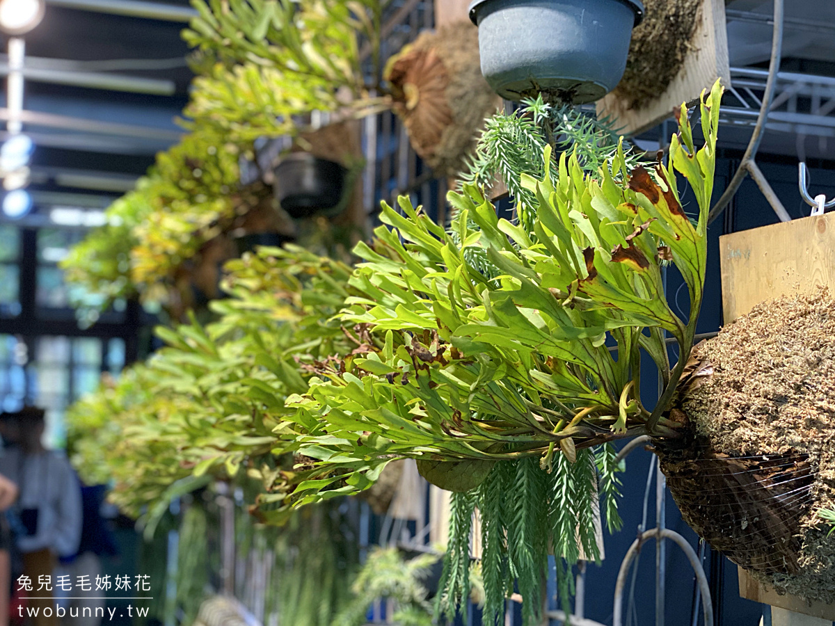 台北植物市集》台灣第一植物界 大型植物展覽市集，一次逛 60 家植物質感品牌 @兔兒毛毛姊妹花