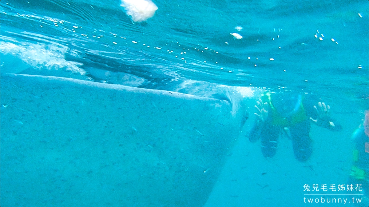 薄荷島景點》萊拉鯨鯊共游 LILA Taug Whaleshark Watching and Snorkeling~全新薄荷島鯨鯊村 @兔兒毛毛姊妹花