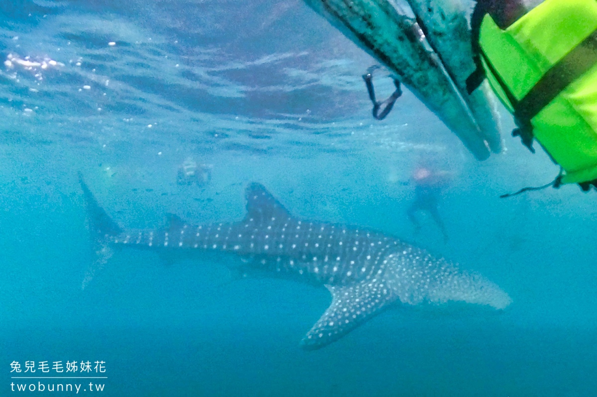 薄荷島景點》萊拉鯨鯊共游 LILA Taug Whaleshark Watching and Snorkeling~全新薄荷島鯨鯊村 @兔兒毛毛姊妹花