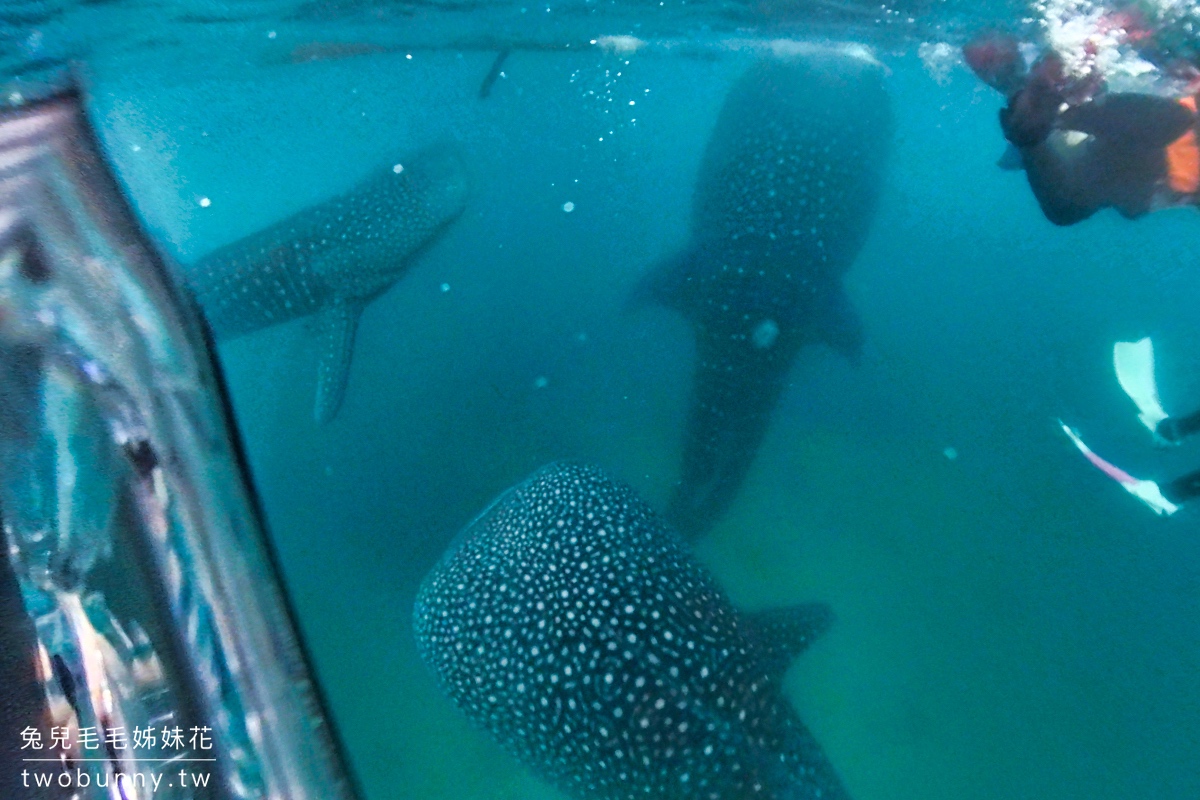 薄荷島景點》萊拉鯨鯊共游 LILA Taug Whaleshark Watching and Snorkeling~全新薄荷島鯨鯊村 @兔兒毛毛姊妹花