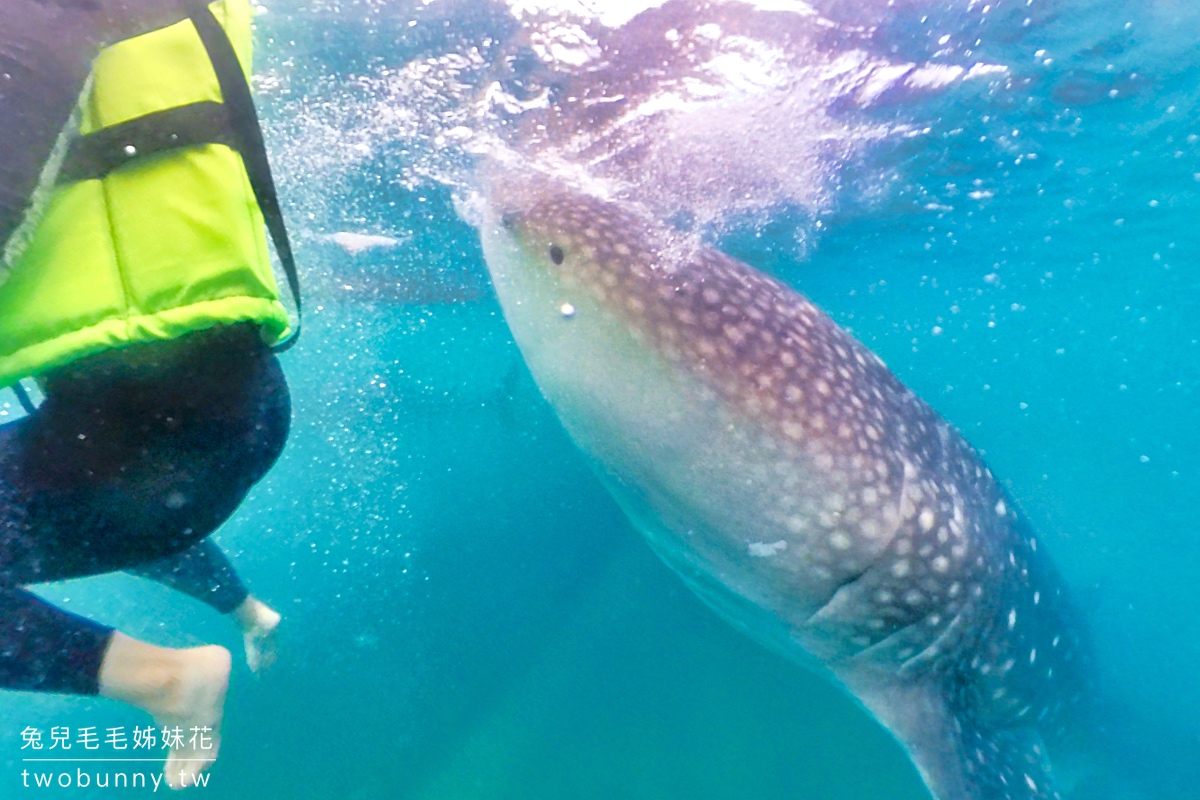 薄荷島景點》萊拉鯨鯊共游 LILA Taug Whaleshark Watching and Snorkeling~全新薄荷島鯨鯊村 @兔兒毛毛姊妹花