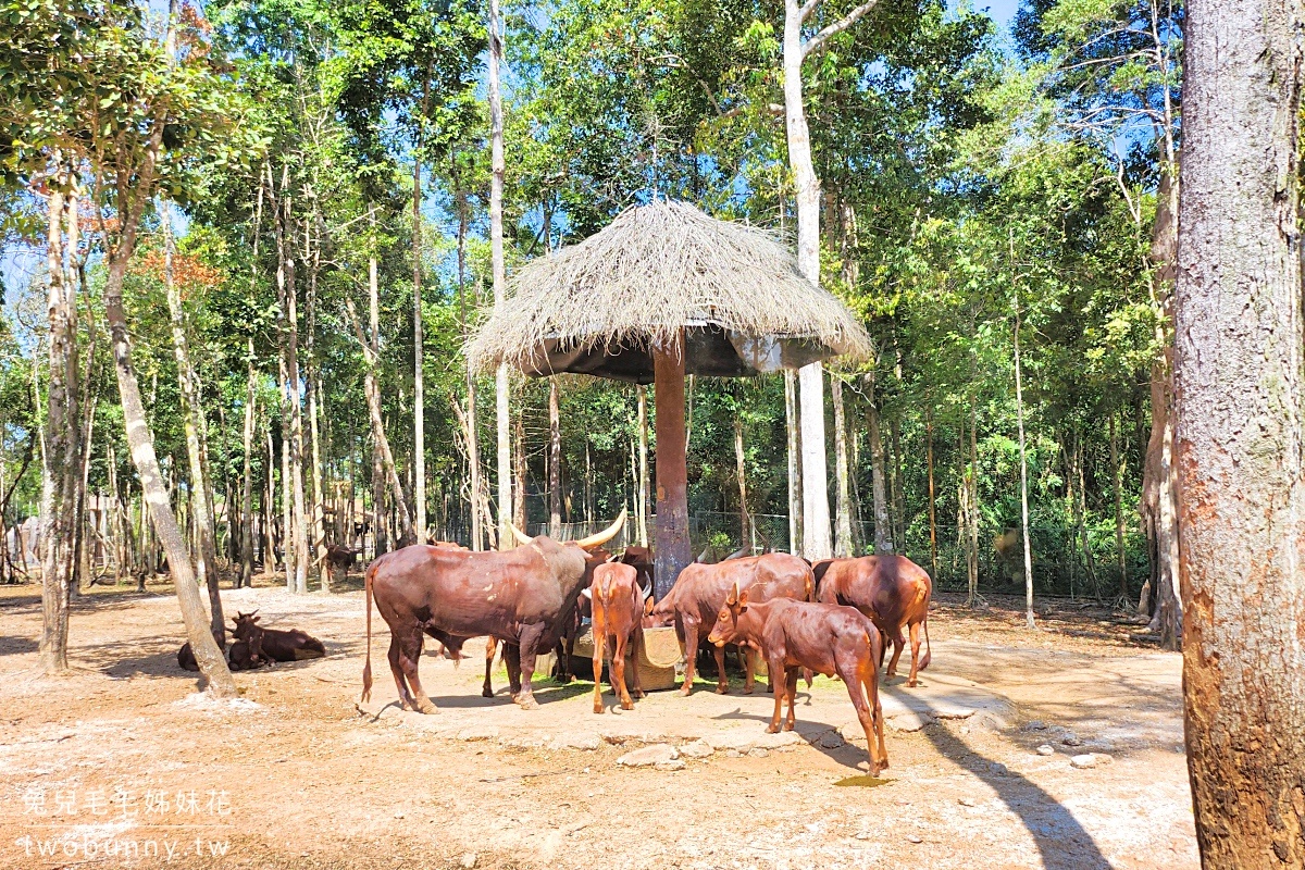 【富國島珍珠野生動物園 Vinpearl Safari Phu Quoc】門票、遊園車、餵食體驗全攻略 @兔兒毛毛姊妹花 【富國島珍珠野生動物園 Vinpearl Safari Phu Quoc】門票、遊園車、餵食體驗全攻略 @兔兒毛毛姊妹花