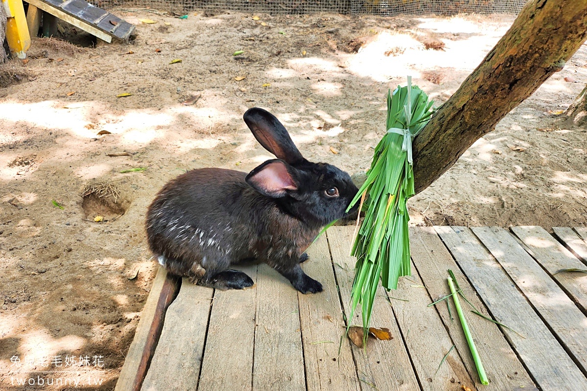 【富國島珍珠野生動物園 Vinpearl Safari Phu Quoc】門票、遊園車、餵食體驗全攻略 @兔兒毛毛姊妹花 【富國島珍珠野生動物園 Vinpearl Safari Phu Quoc】門票、遊園車、餵食體驗全攻略 @兔兒毛毛姊妹花