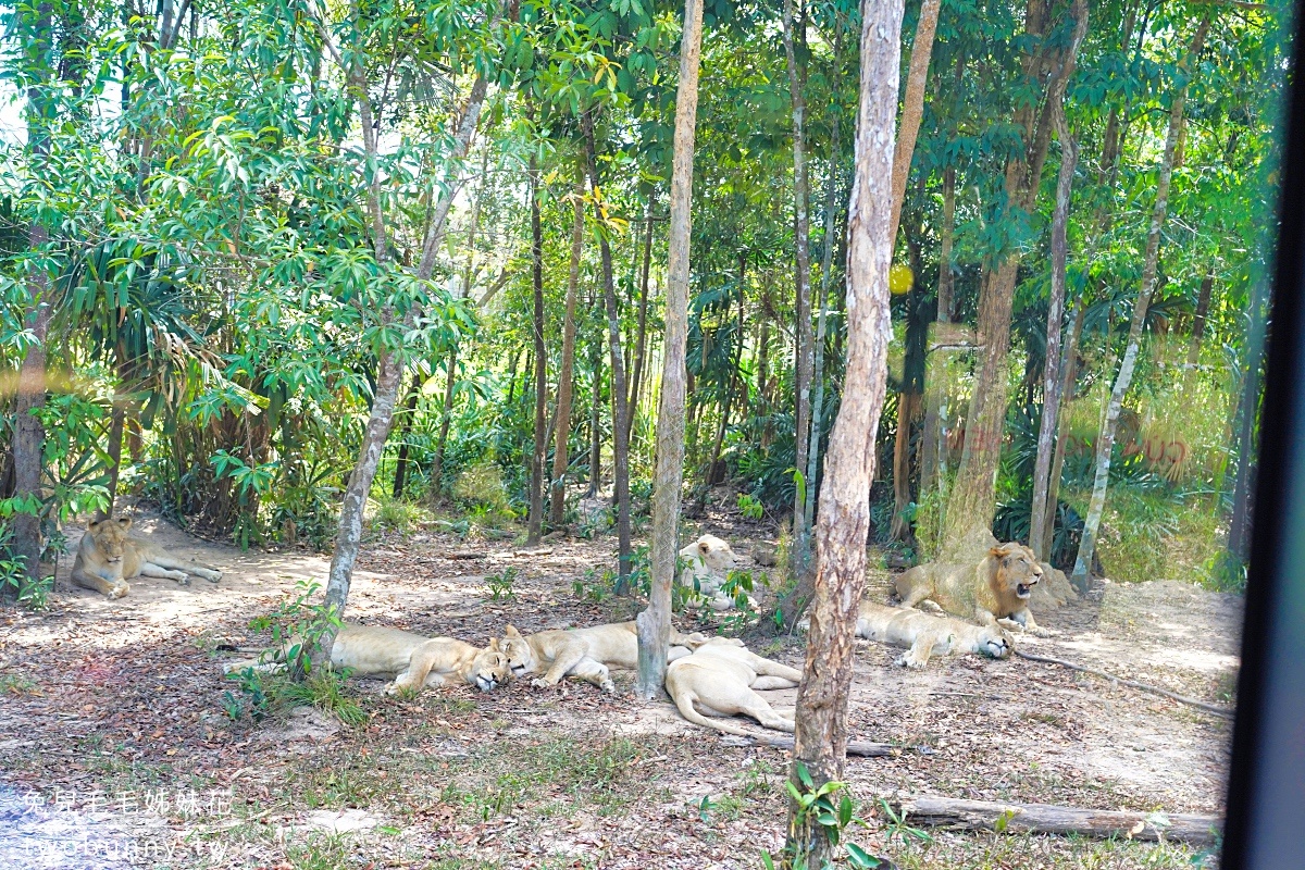 【富國島珍珠野生動物園 Vinpearl Safari Phu Quoc】門票、遊園車、餵食體驗全攻略 @兔兒毛毛姊妹花 【富國島珍珠野生動物園 Vinpearl Safari Phu Quoc】門票、遊園車、餵食體驗全攻略 @兔兒毛毛姊妹花