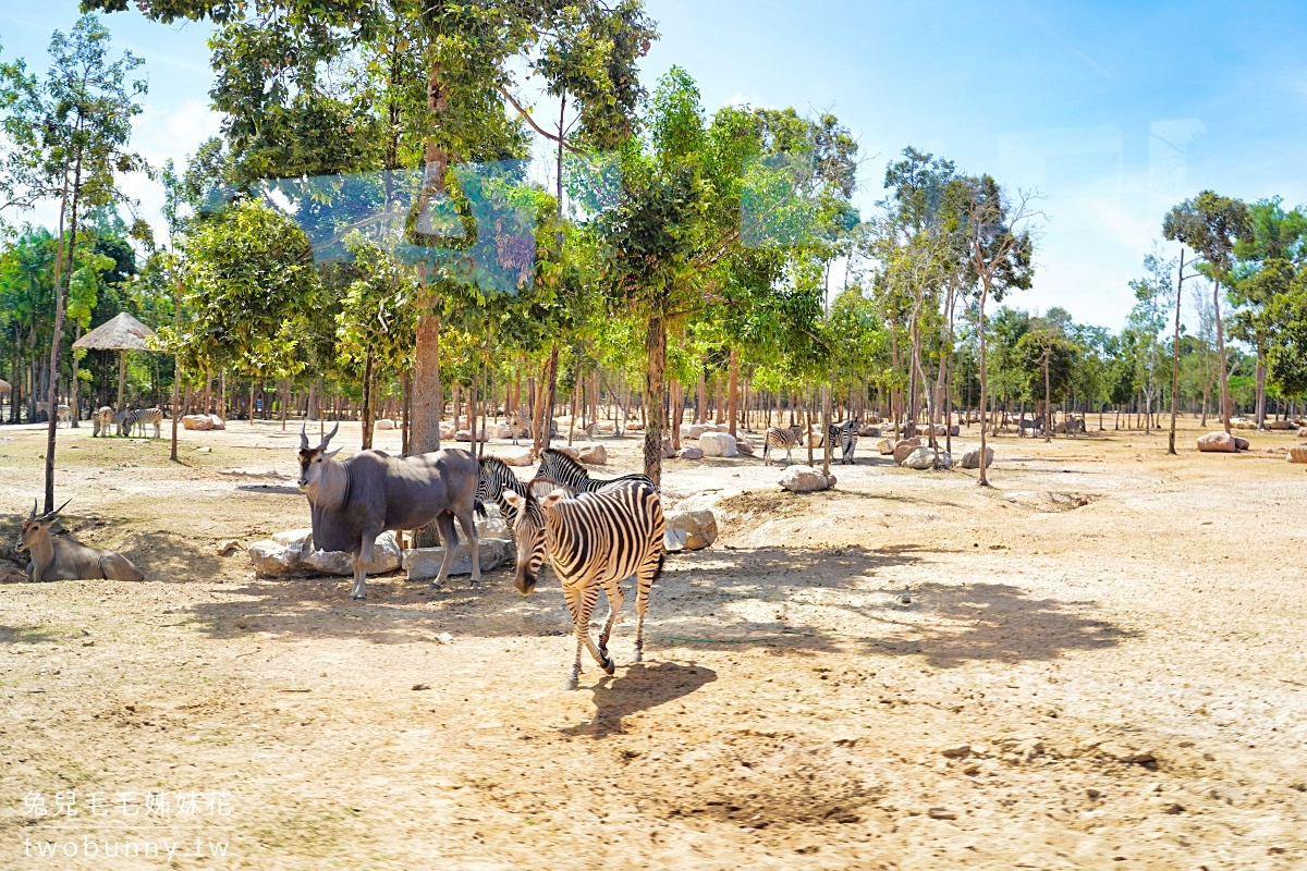 【富國島珍珠野生動物園 Vinpearl Safari Phu Quoc】門票、遊園車、餵食體驗全攻略 @兔兒毛毛姊妹花 【富國島珍珠野生動物園 Vinpearl Safari Phu Quoc】門票、遊園車、餵食體驗全攻略 @兔兒毛毛姊妹花