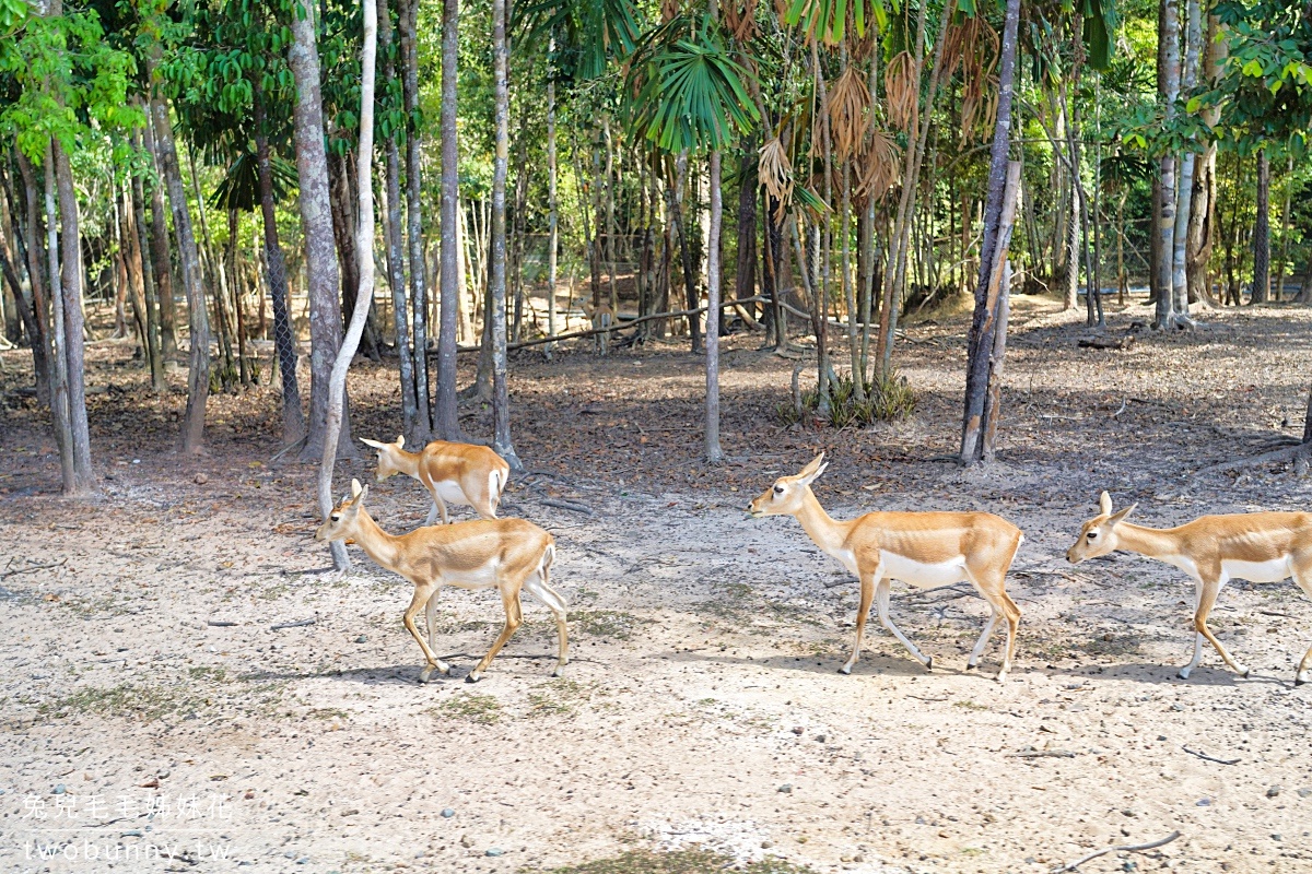 【富國島珍珠野生動物園 Vinpearl Safari Phu Quoc】門票、遊園車、餵食體驗全攻略 @兔兒毛毛姊妹花 【富國島珍珠野生動物園 Vinpearl Safari Phu Quoc】門票、遊園車、餵食體驗全攻略 @兔兒毛毛姊妹花