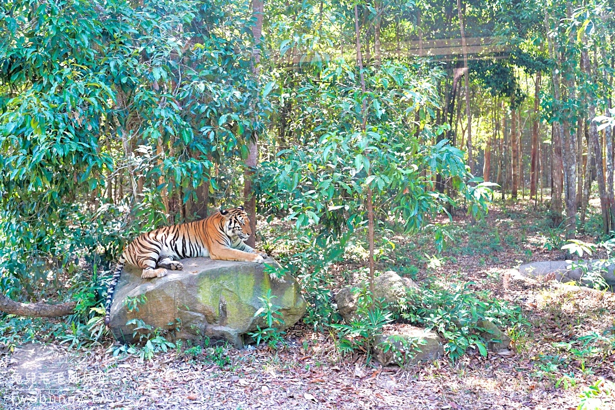 【富國島珍珠野生動物園 Vinpearl Safari Phu Quoc】門票、遊園車、餵食體驗全攻略 @兔兒毛毛姊妹花 【富國島珍珠野生動物園 Vinpearl Safari Phu Quoc】門票、遊園車、餵食體驗全攻略 @兔兒毛毛姊妹花