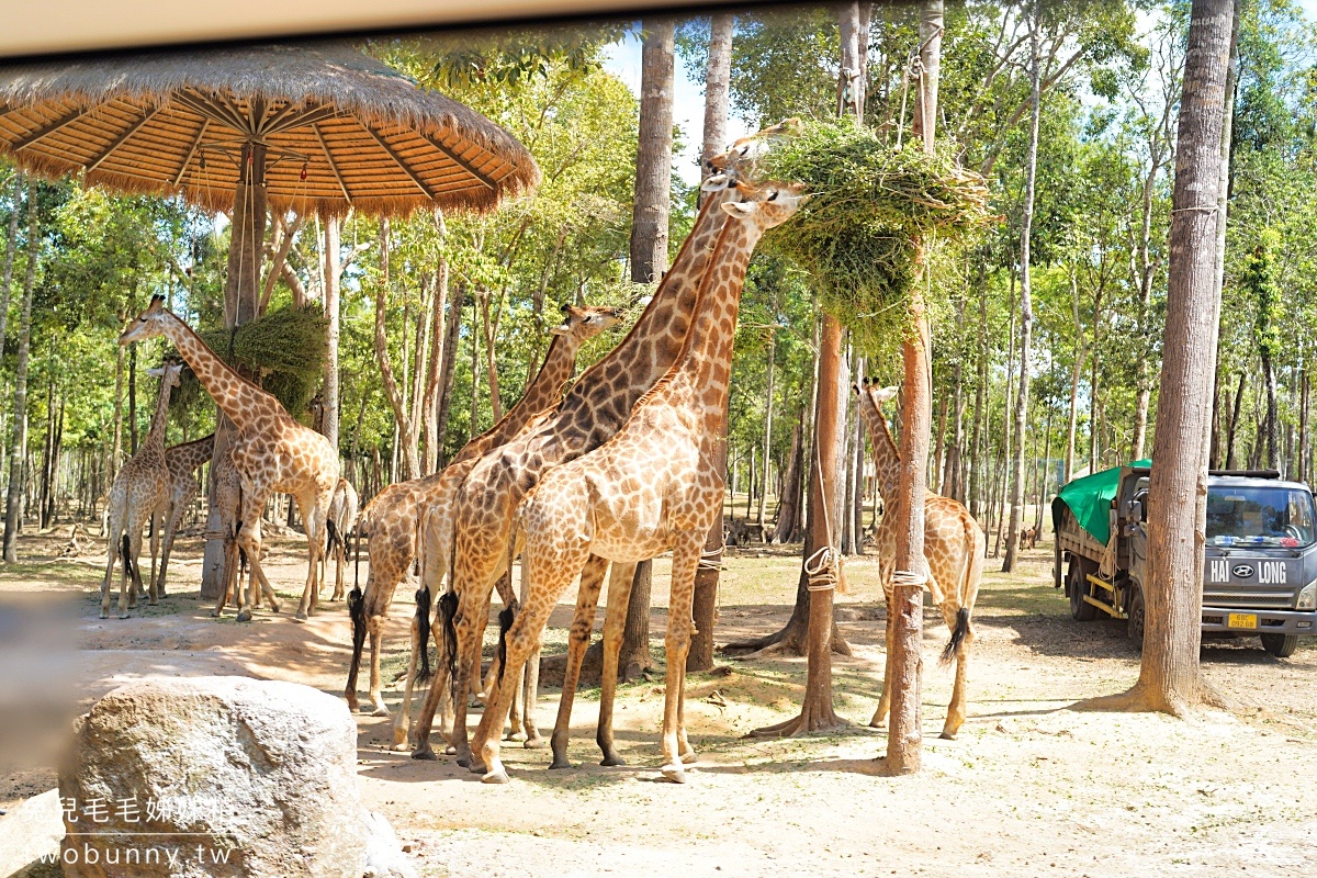 【富國島珍珠野生動物園 Vinpearl Safari Phu Quoc】門票、遊園車、餵食體驗全攻略 @兔兒毛毛姊妹花 【富國島珍珠野生動物園 Vinpearl Safari Phu Quoc】門票、遊園車、餵食體驗全攻略 @兔兒毛毛姊妹花