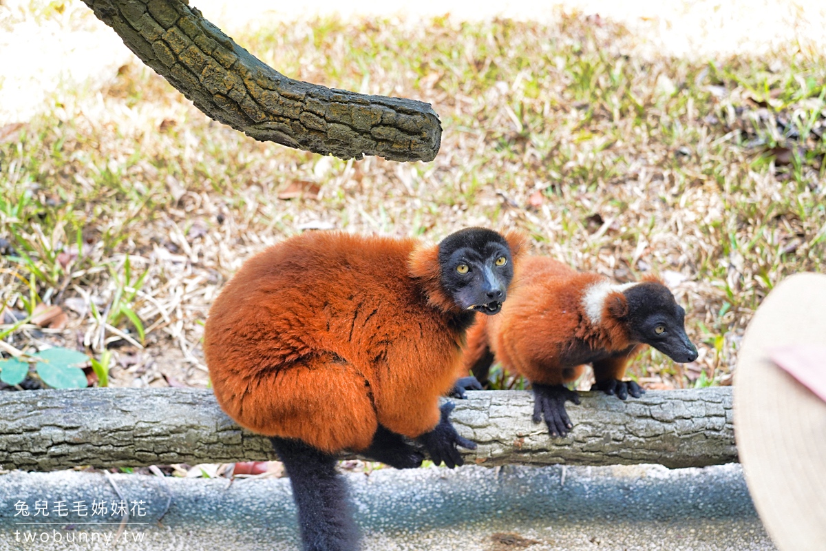 【富國島珍珠野生動物園 Vinpearl Safari Phu Quoc】門票、遊園車、餵食體驗全攻略 @兔兒毛毛姊妹花 【富國島珍珠野生動物園 Vinpearl Safari Phu Quoc】門票、遊園車、餵食體驗全攻略 @兔兒毛毛姊妹花