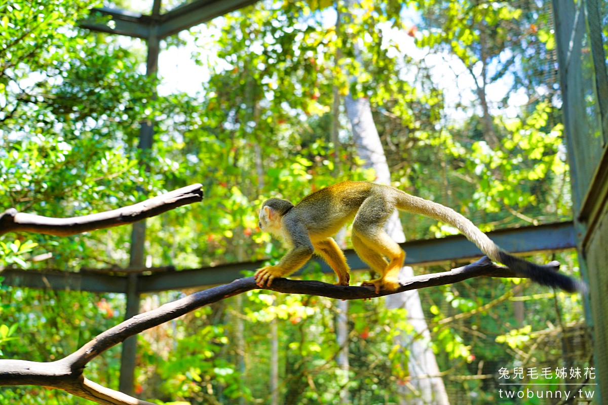 【富國島珍珠野生動物園 Vinpearl Safari Phu Quoc】門票、遊園車、餵食體驗全攻略 @兔兒毛毛姊妹花 【富國島珍珠野生動物園 Vinpearl Safari Phu Quoc】門票、遊園車、餵食體驗全攻略 @兔兒毛毛姊妹花