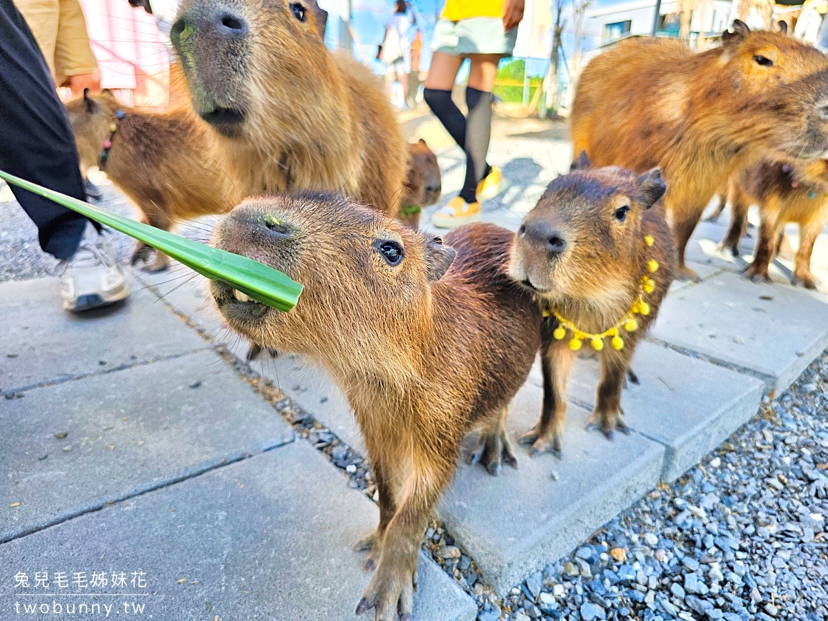 【星夢森林劇場】宜蘭親子景點推薦|餵水豚、梅花鹿、草泥馬,一票玩兩園區、戲水區免費玩 @兔兒毛毛姊妹花 【星夢森林劇場】宜蘭親子景點推薦|餵水豚、梅花鹿、草泥馬,一票玩兩園區、戲水區免費玩 @兔兒毛毛姊妹花