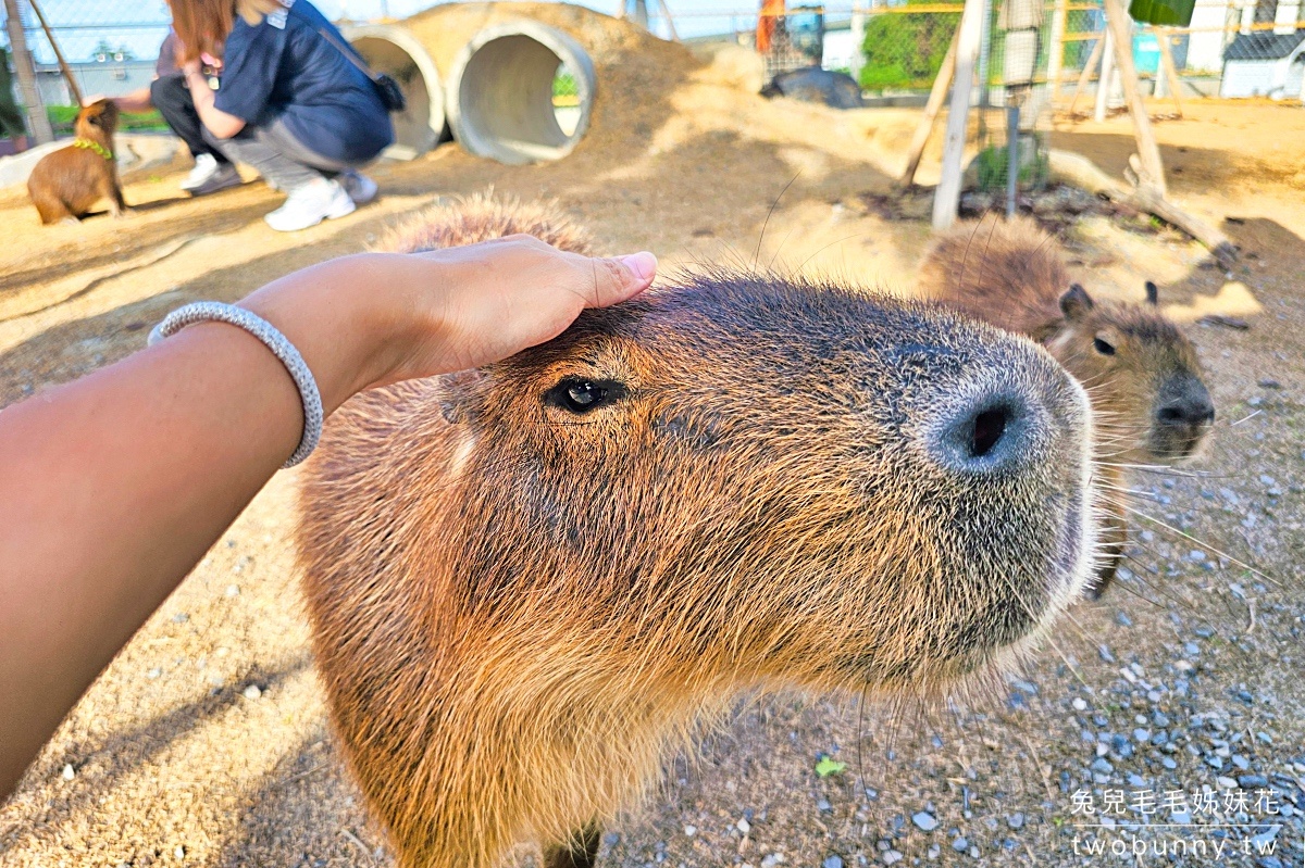 【星夢森林劇場】宜蘭親子景點推薦|餵水豚、梅花鹿、草泥馬,一票玩兩園區、戲水區免費玩 @兔兒毛毛姊妹花 【星夢森林劇場】宜蘭親子景點推薦|餵水豚、梅花鹿、草泥馬,一票玩兩園區、戲水區免費玩 @兔兒毛毛姊妹花