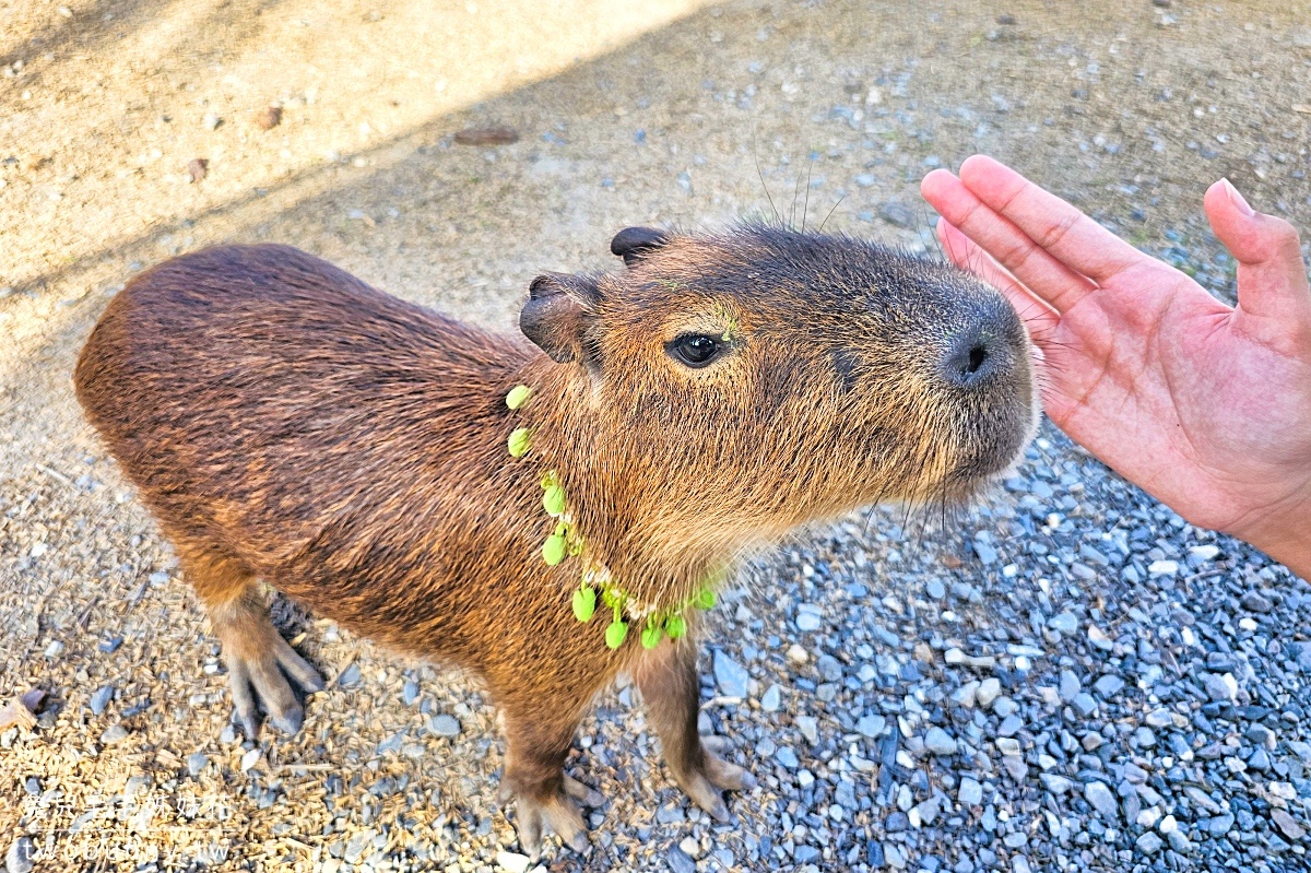 【星夢森林劇場】宜蘭親子景點推薦|餵水豚、梅花鹿、草泥馬,一票玩兩園區、戲水區免費玩 @兔兒毛毛姊妹花 【星夢森林劇場】宜蘭親子景點推薦|餵水豚、梅花鹿、草泥馬,一票玩兩園區、戲水區免費玩 @兔兒毛毛姊妹花