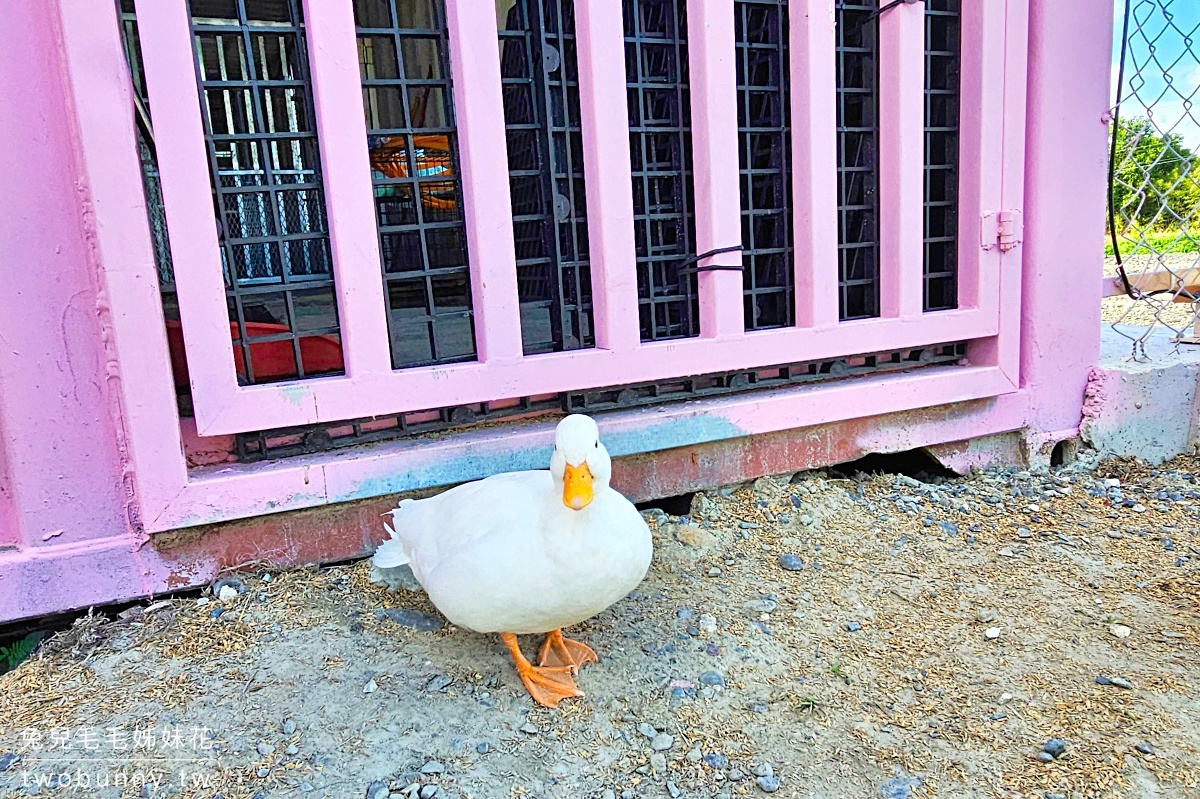 【星夢森林劇場】宜蘭親子景點推薦|餵水豚、梅花鹿、草泥馬,一票玩兩園區、戲水區免費玩 @兔兒毛毛姊妹花 【星夢森林劇場】宜蘭親子景點推薦|餵水豚、梅花鹿、草泥馬,一票玩兩園區、戲水區免費玩 @兔兒毛毛姊妹花