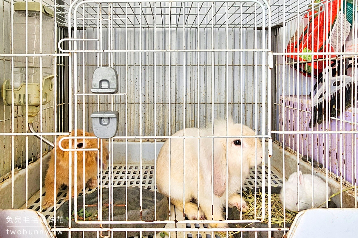 慢吞吞農場｜宜蘭冬山動物農場～象龜、浣熊、柯爾鴨、垂耳兔都可以餵食 @兔兒毛毛姊妹花